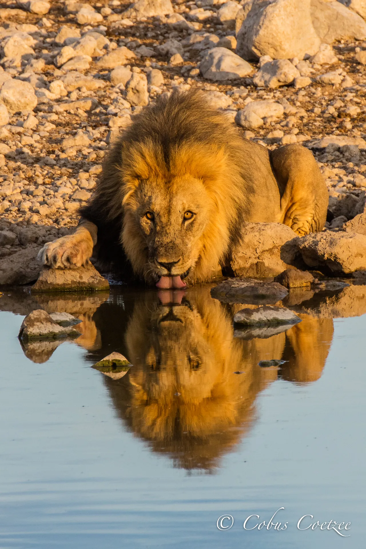 Male Lion Drinking, Etosha National Park, Namibia Male Lion Drinking, Etosha National Park, Namibia