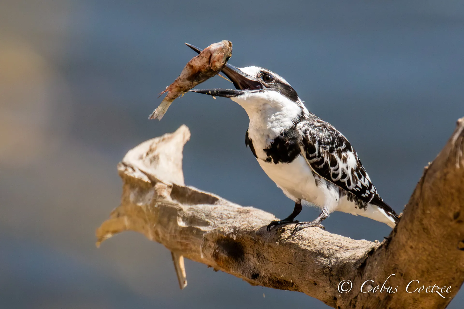 Pied Kingfisher in Action, Caprivi, Namibia Pied Kingfisher in Action, Caprivi, Namibia