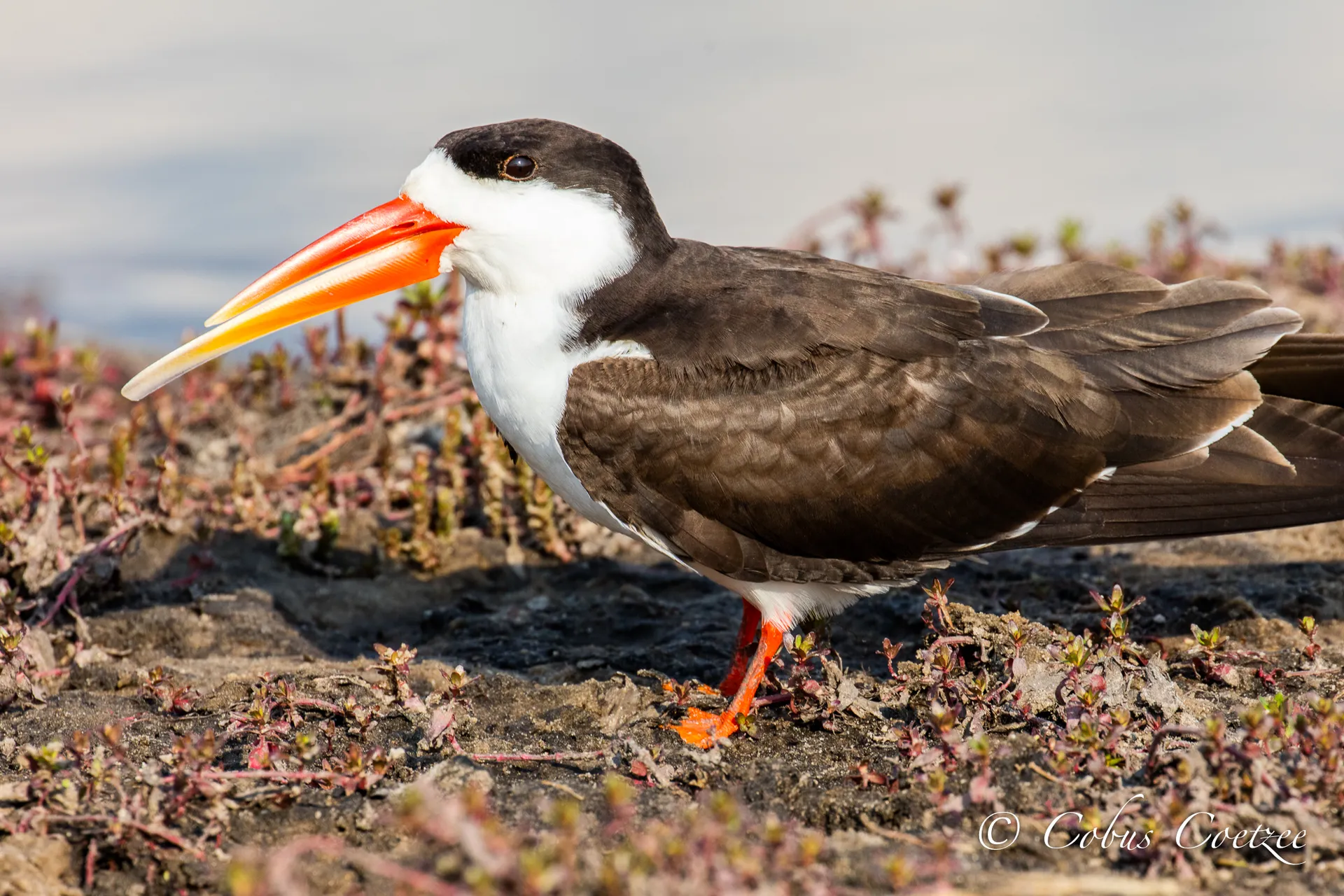 African Skimmer, Chobe River, Botswana African Skimmer, Chobe River, Botswana