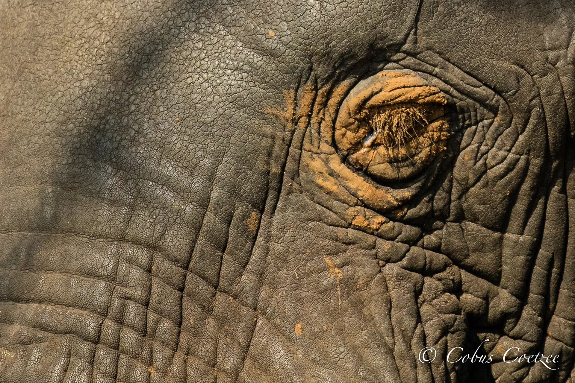 Elephant-eye, Botswana Elephant-eye, Botswana