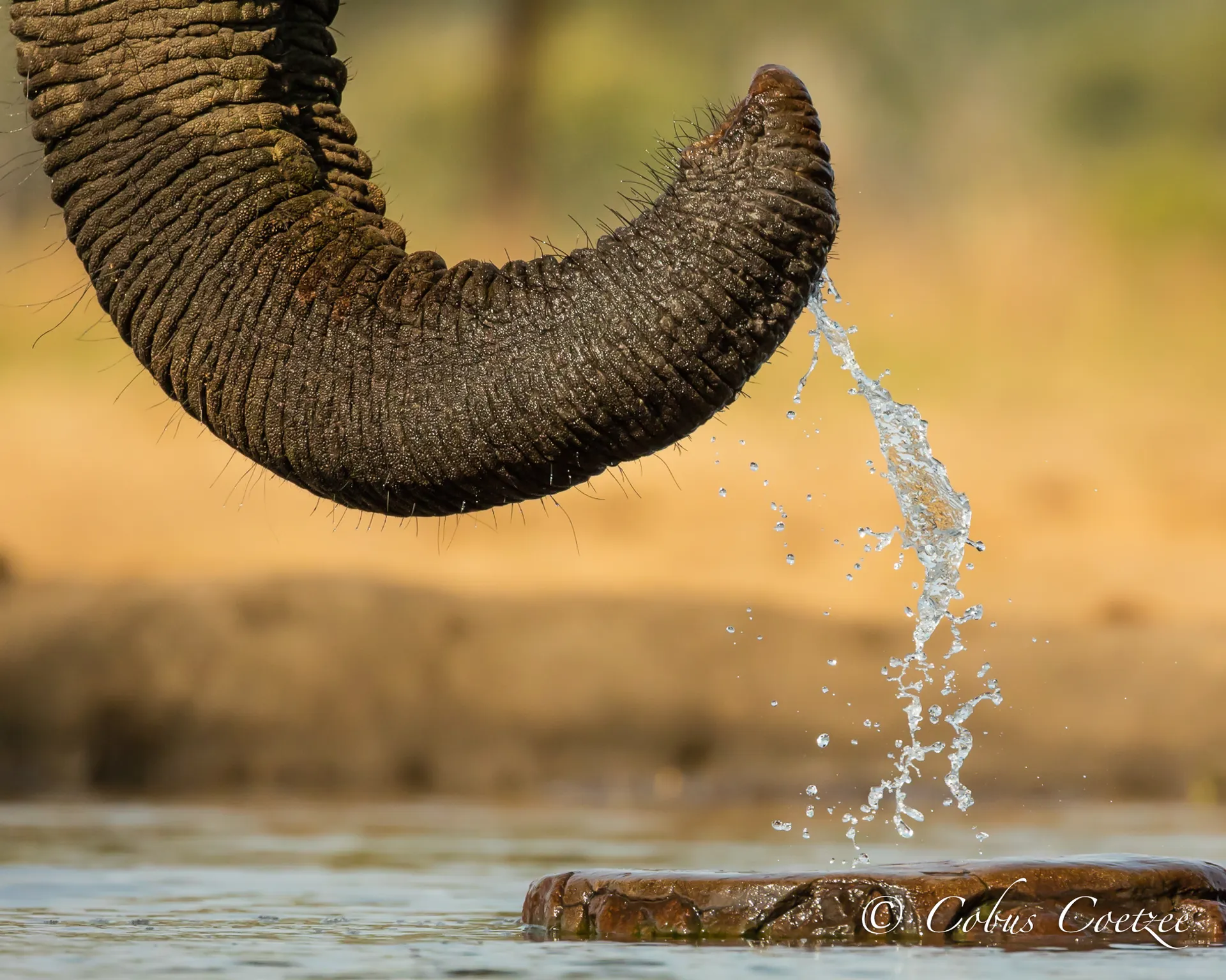 Big Thirst, Elephant, Senyati Safari Camp, Botswana Big Thirst, Elephant, Senyati Safari Camp, Botswana