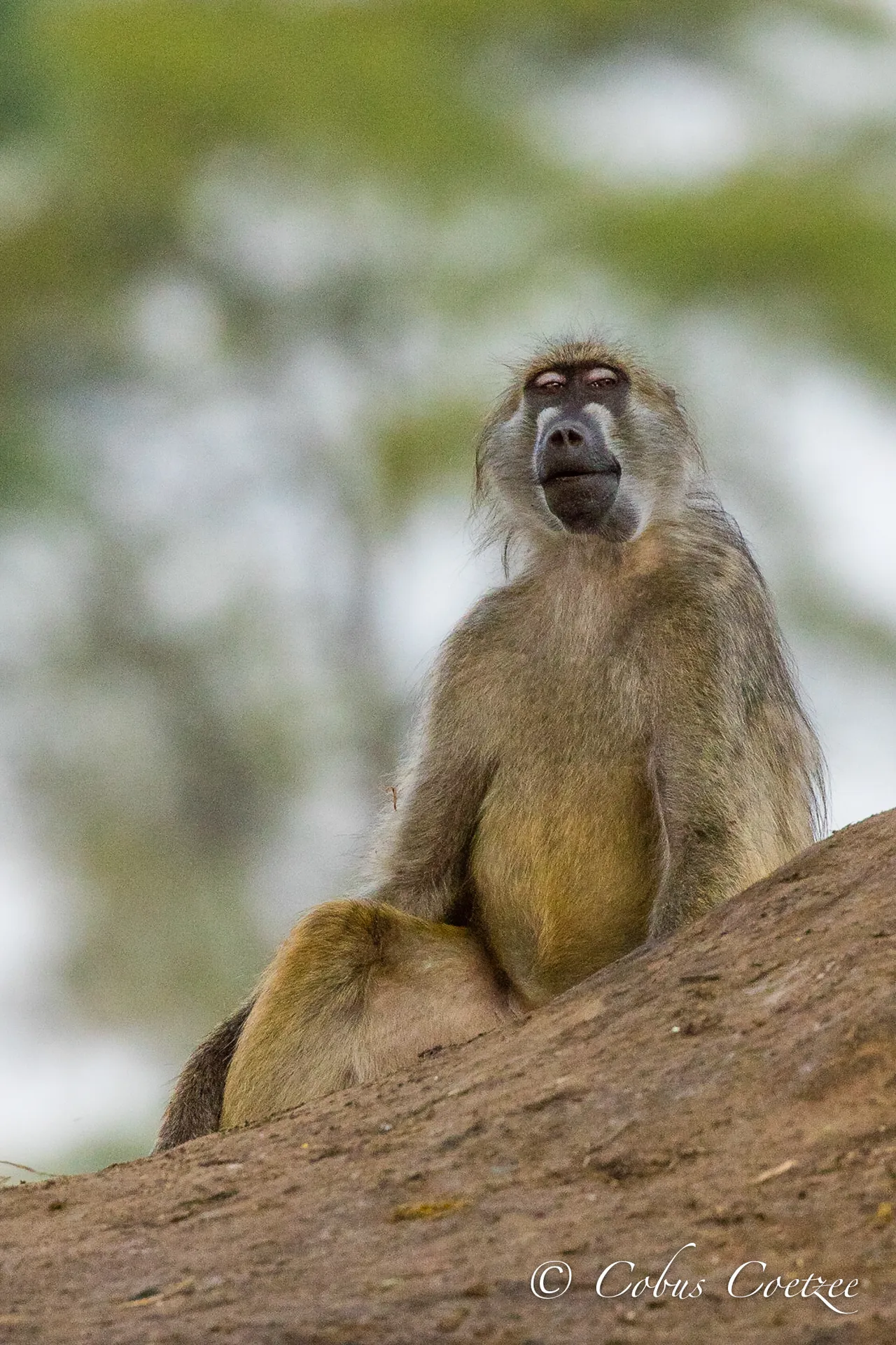 Baboon with Attitude, Botswana Baboon with Attitude, Botswana