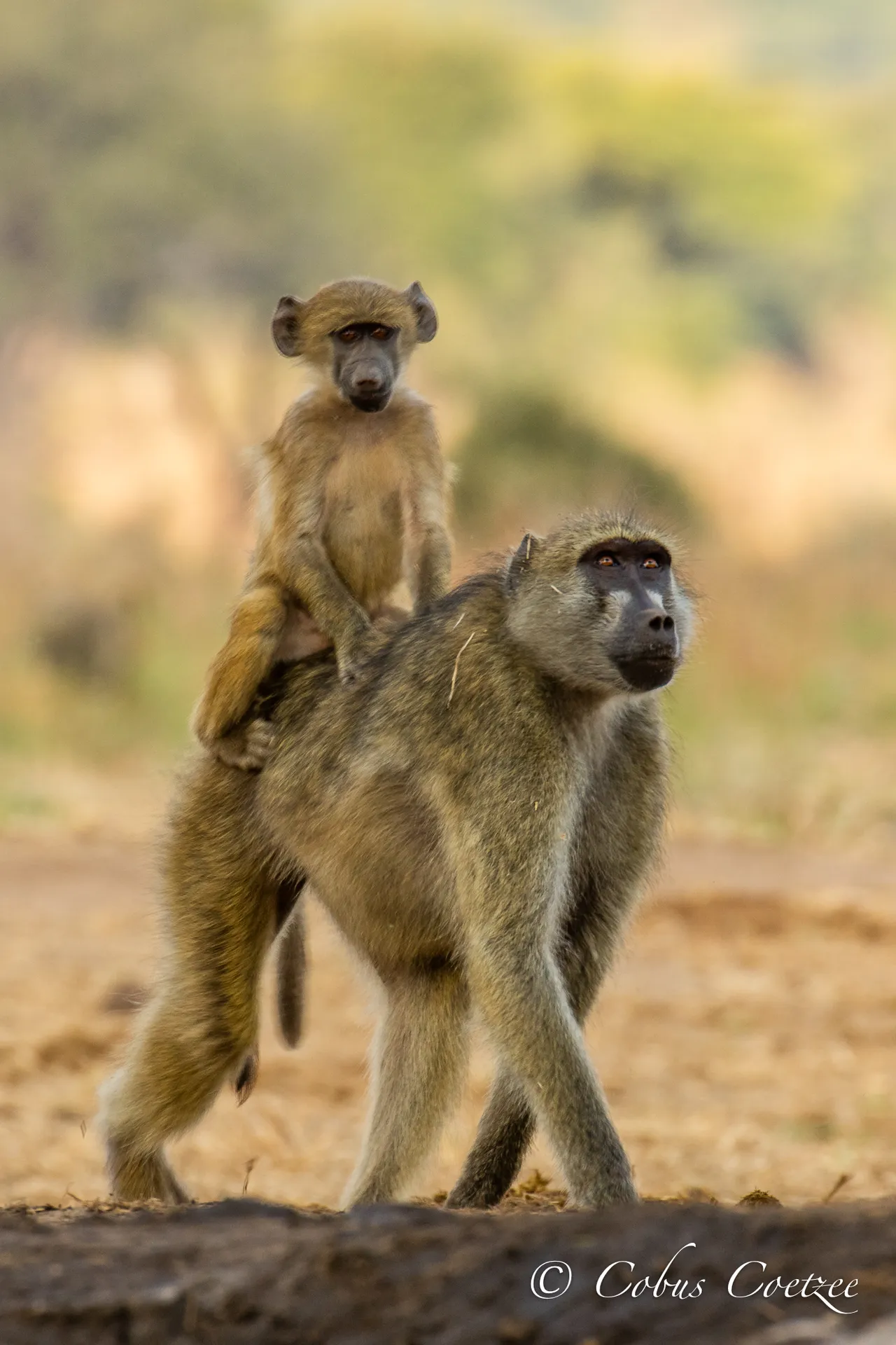 Baboon Mother with Baby, Senyati Safari Camp, Botswana Baboon Mother with Baby, Senyati Safari Camp, Botswana