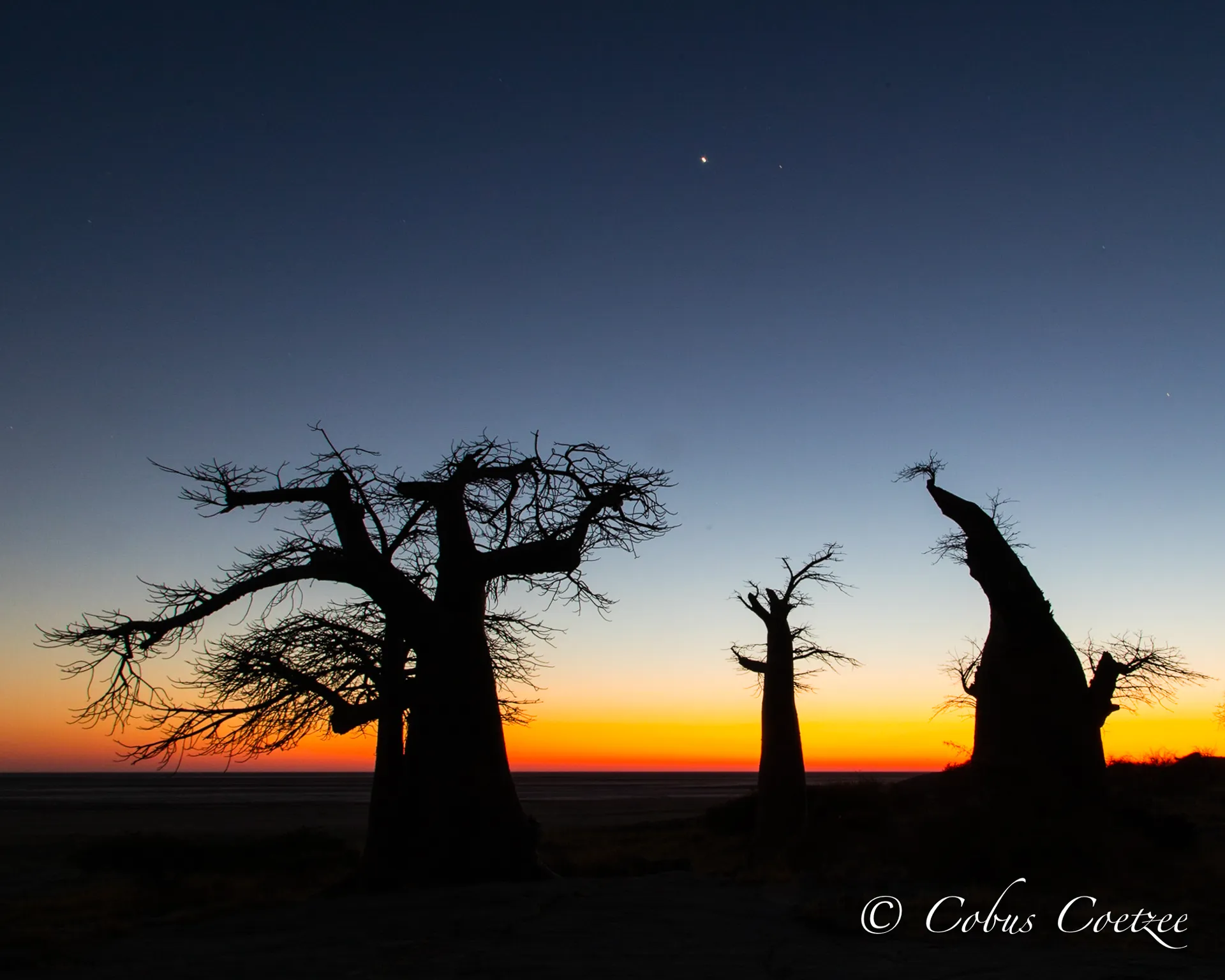 Baobabs at Sunrise, Kubu Island, Botswana Baobabs at Sunrise, Kubu Island, Botswana
