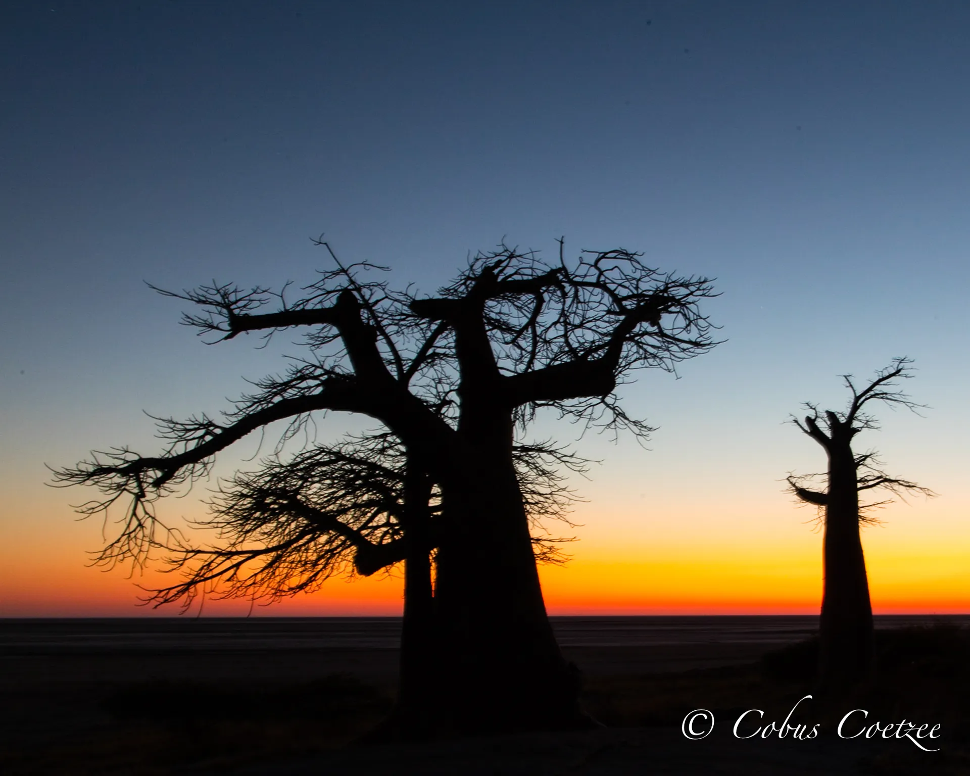 Baobabs at Sunrise, Kubu Island, Botswana Baobabs at Sunrise, Kubu Island, Botswana