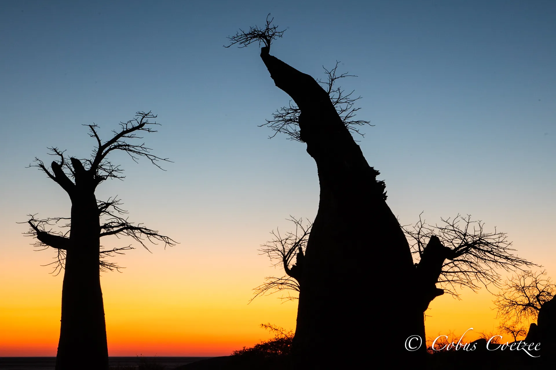 Baobabs at Sunrise, Kubu Island, Botswana Baobabs at Sunrise, Kubu Island, Botswana