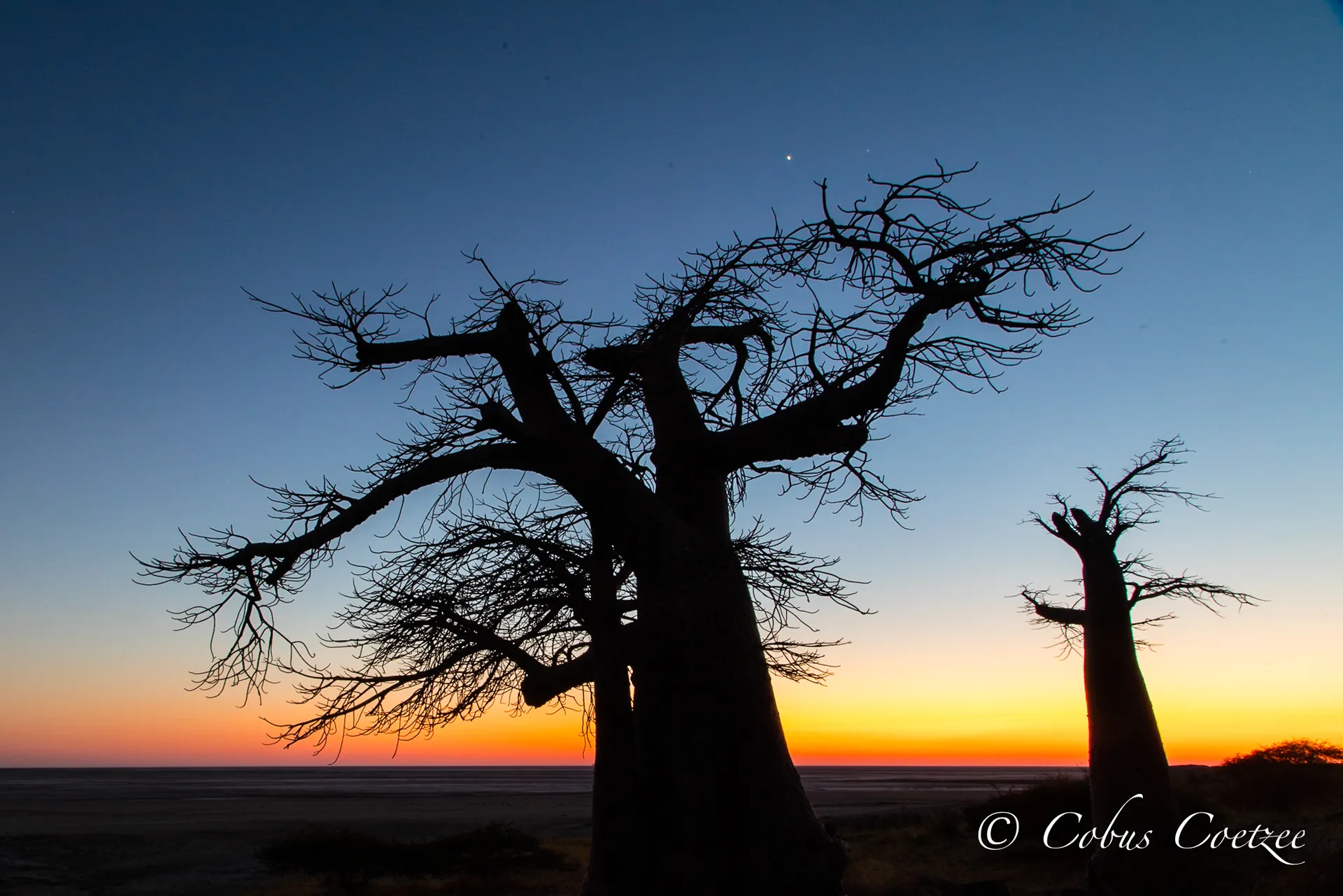 Baobabs at Sunrise, Kubu Island, Botswana Baobabs at Sunrise, Kubu Island, Botswana