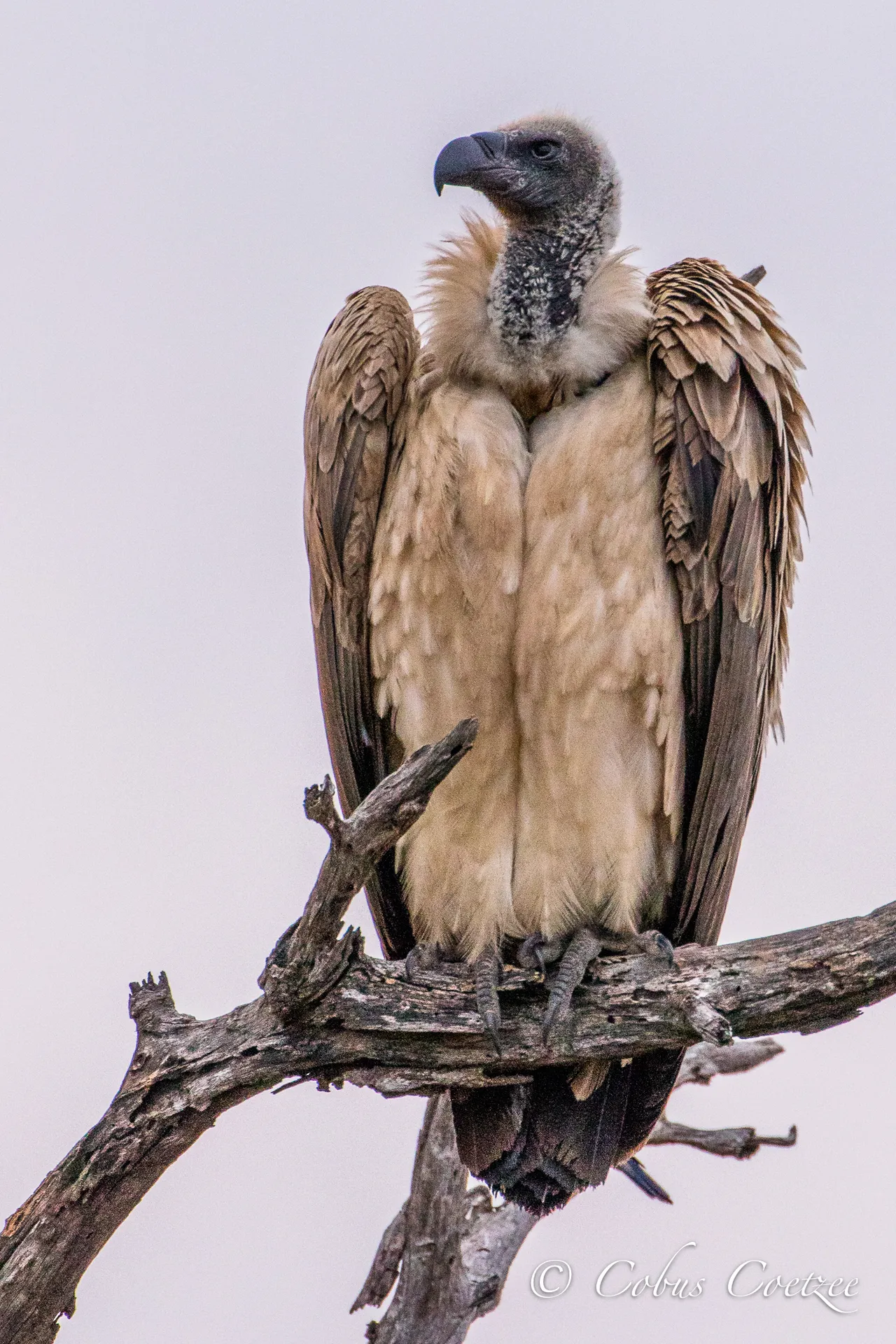 White-backed Vulture, Kruger National Park, South Africa White-backed Vulture, Kruger National Park, South Africa