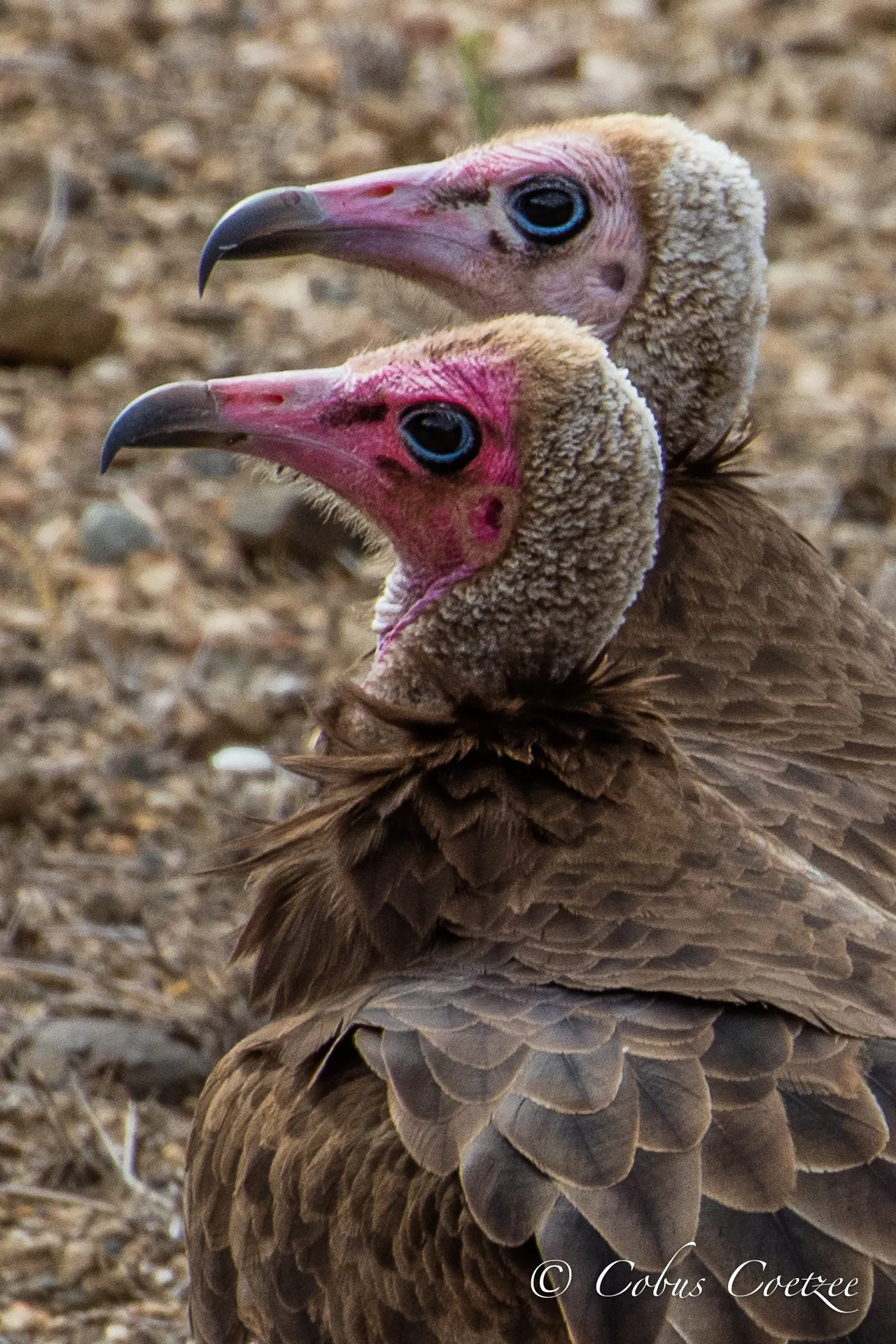 Hooded Vultures, Kruger National Park, South Africa Hooded Vultures, Kruger National Park, South Africa