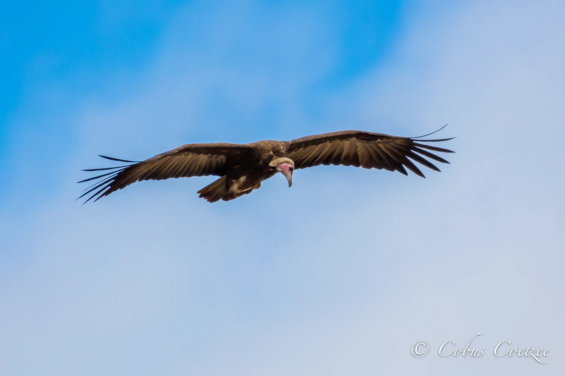 Hooded Vulture in Flight, Kruger National Park, South Africa Hooded Vulture in Flight, Kruger National Park, South Africa