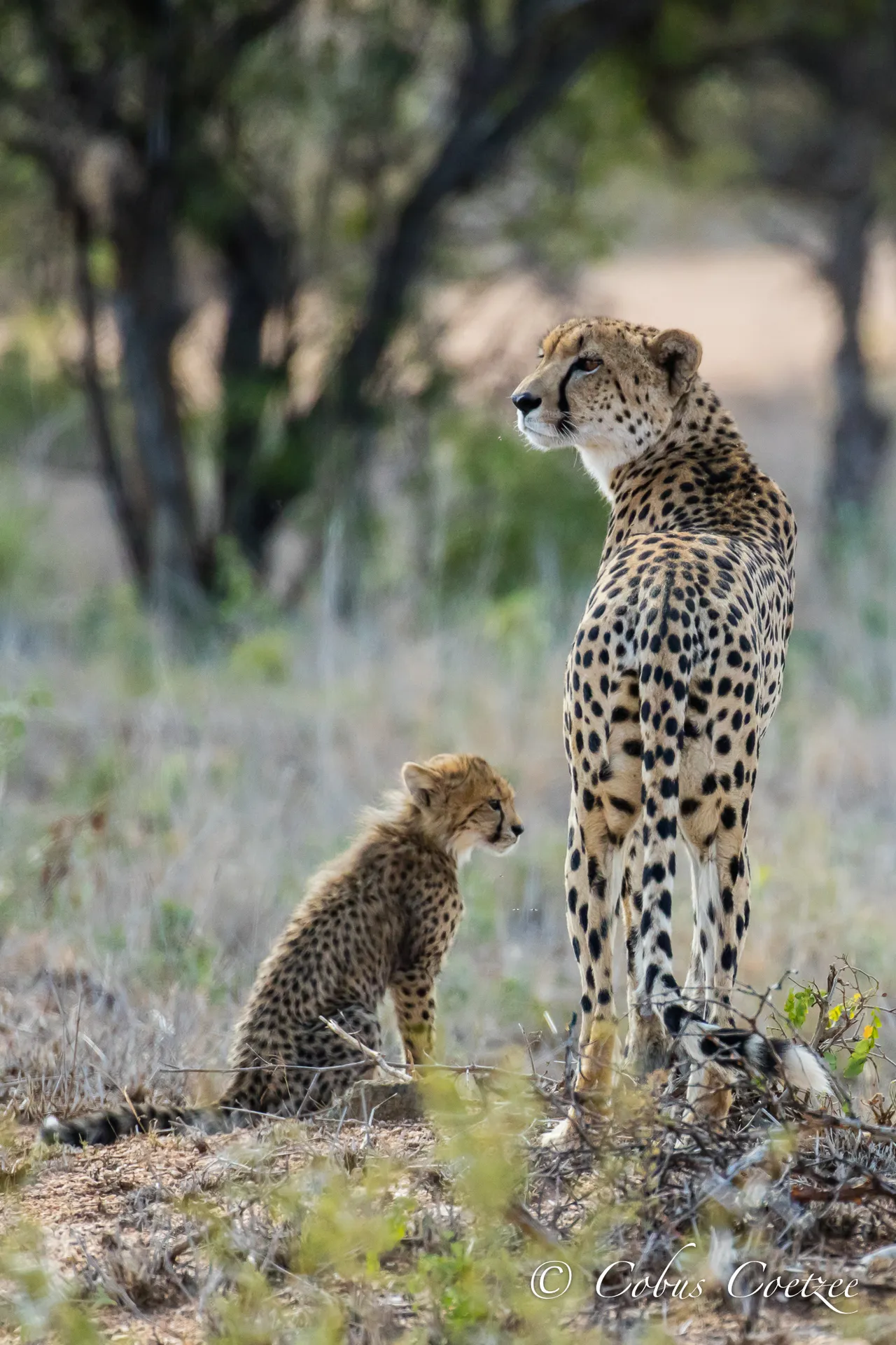 Female Cheetah & Cub, Kruger National Park, South Africa Female Cheetah & Cub, Kruger National Park, South Africa