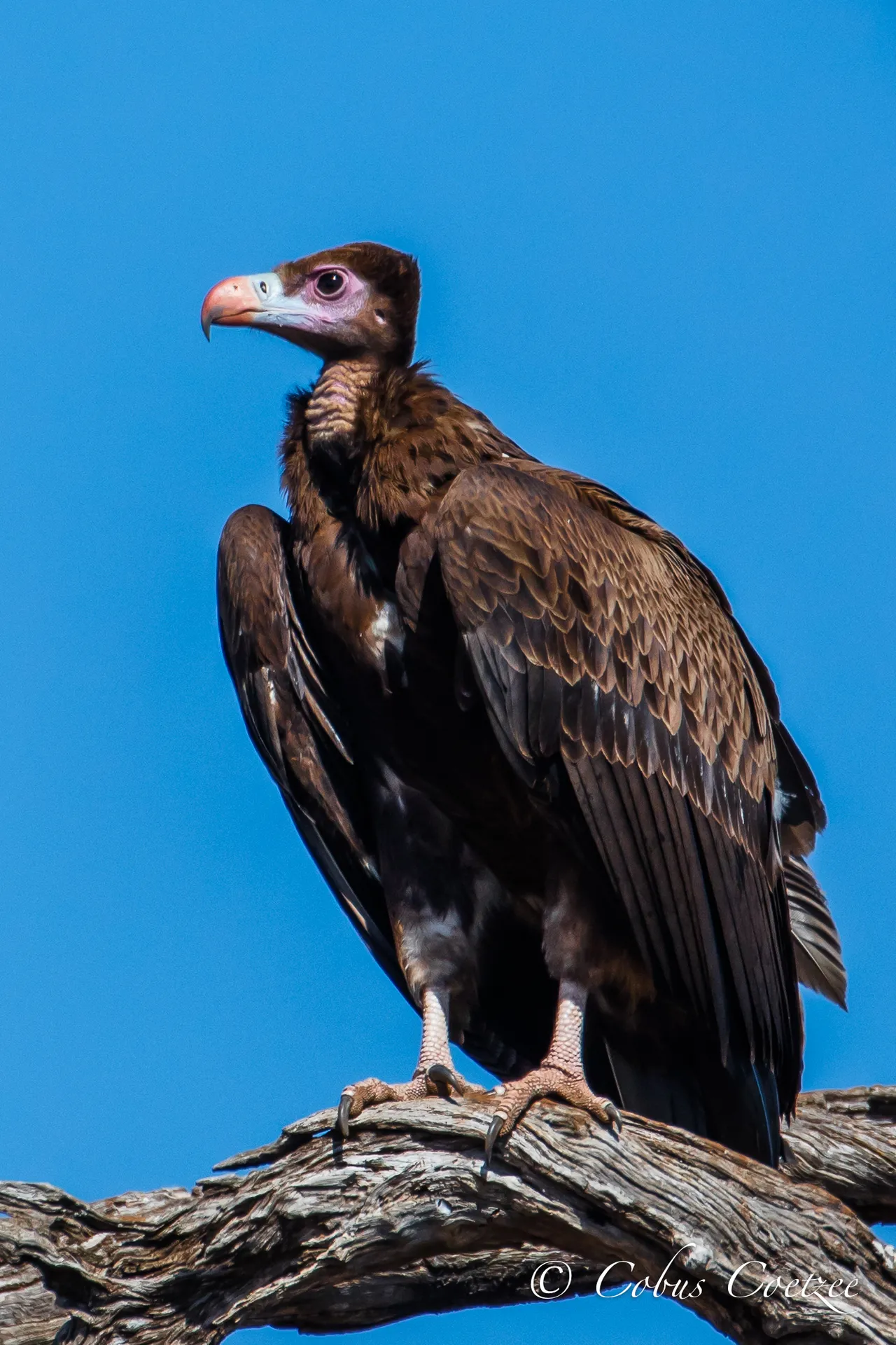 Juvenile White-headed Vulture, Kruger National Park, South Africa Juvenile White-headed Vulture, Kruger National Park, South Africa