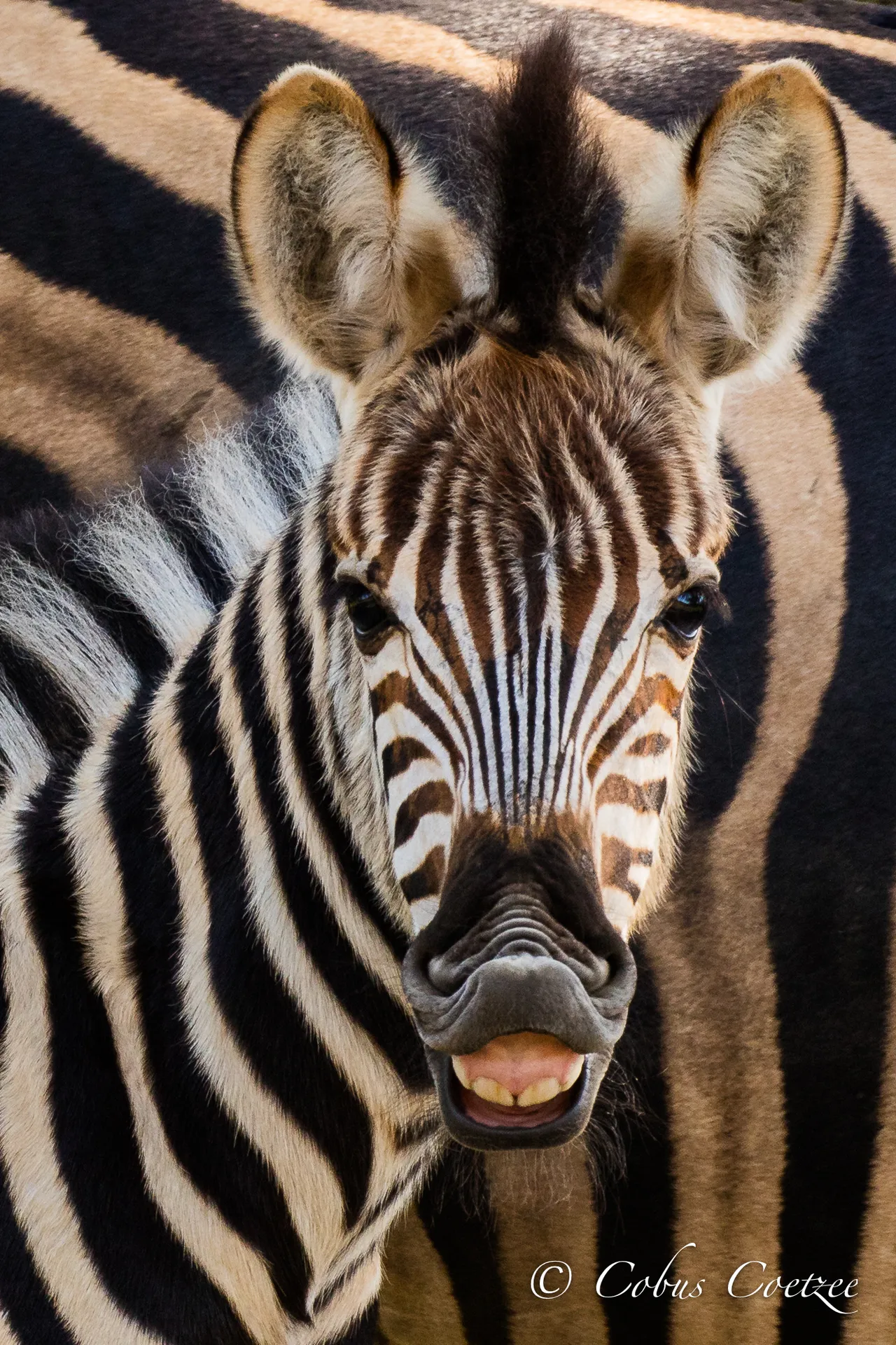 Zebra Smile, Kruger National Park, South Africa Zebra Smile, Kruger National Park, South Africa