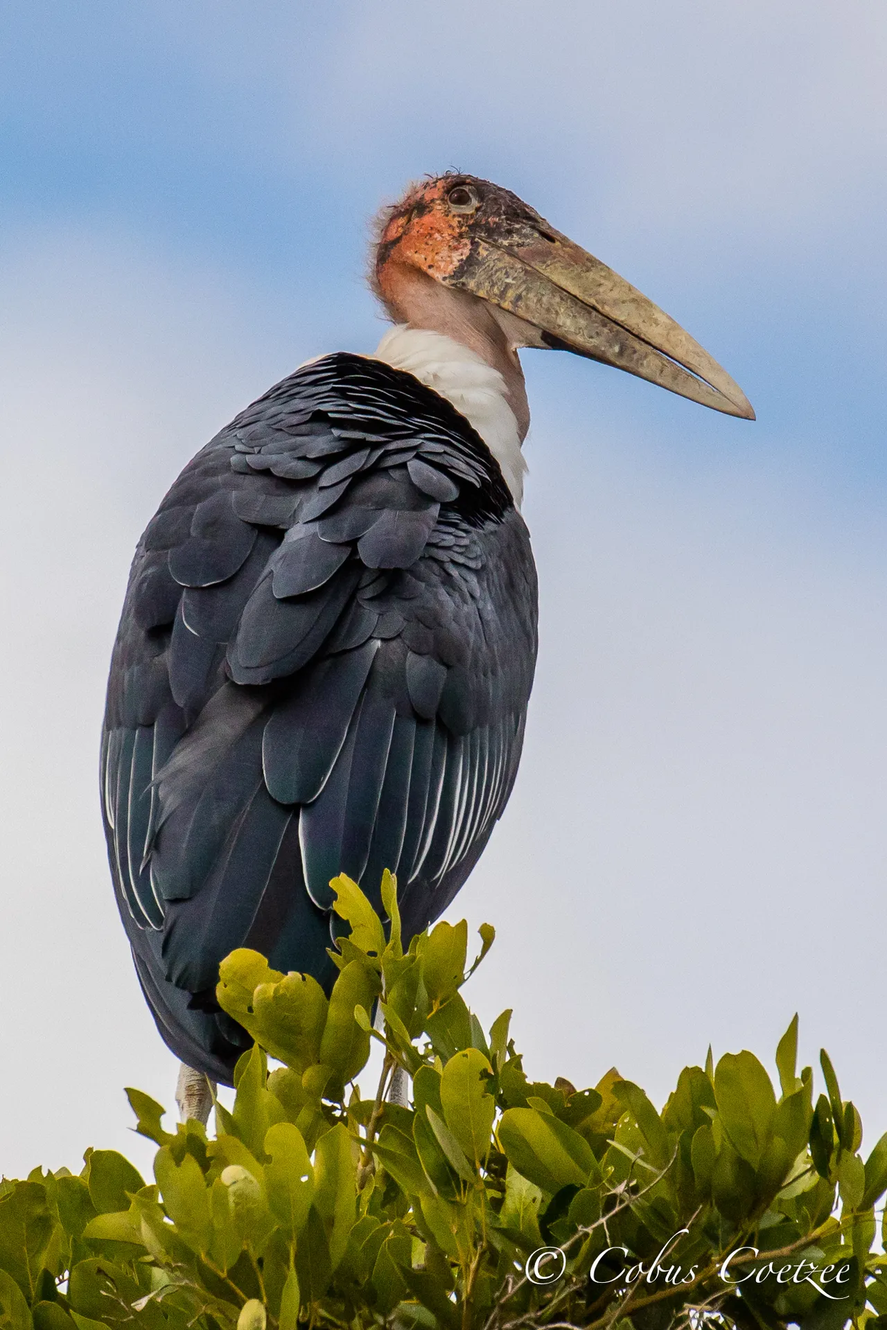 Marabou Stork, Kruger National Park, South Africa Marabou Stork, Kruger National Park, South Africa