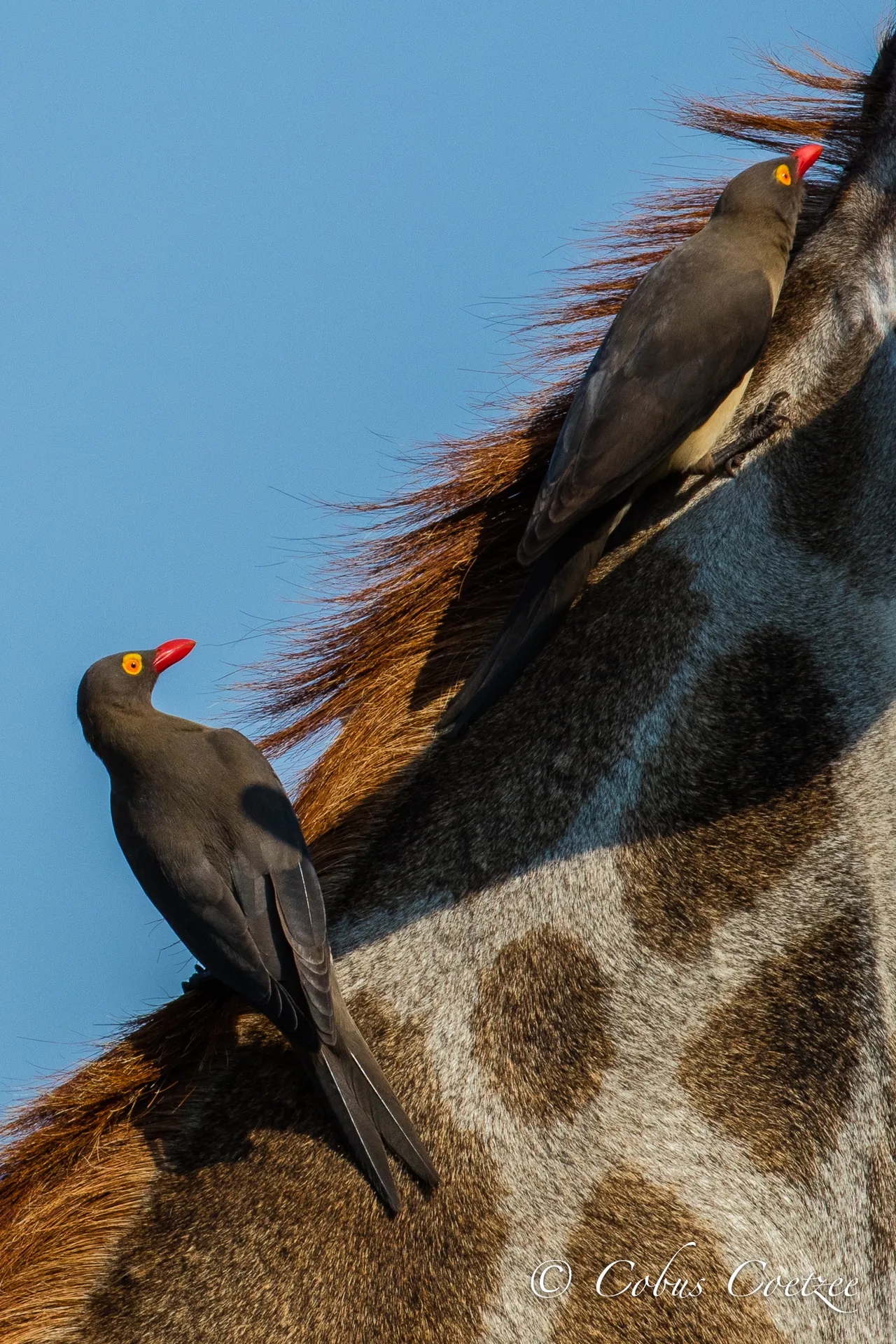 Red-billed Oxpeckers on Giraffe, Kruger National Park, South Africa Red-billed Oxpeckers on Giraffe, Kruger National Park, South Africa