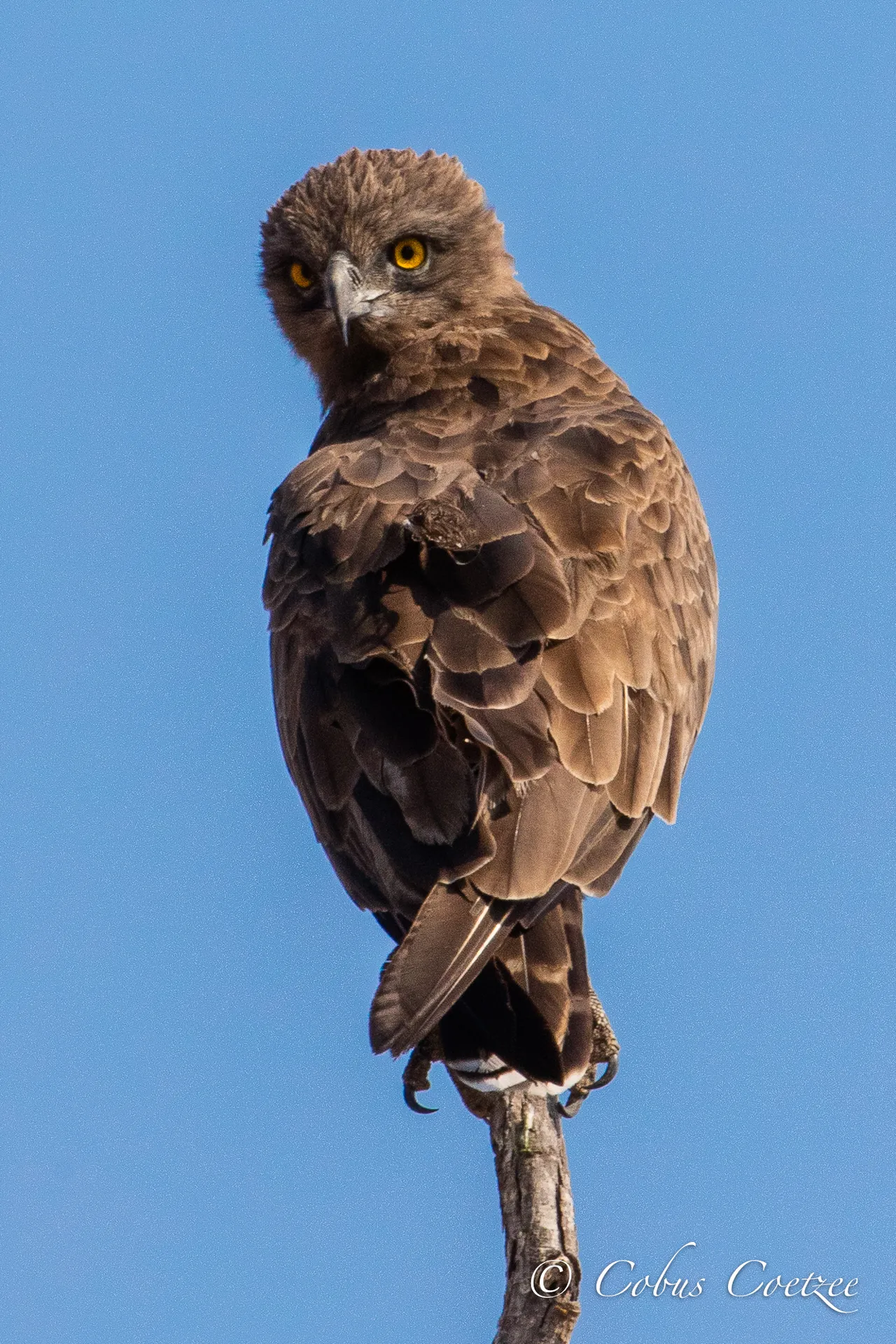 Brown Snake Eagle, Kruger National Park, South, Africa Brown Snake Eagle, Kruger National Park, South, Africa