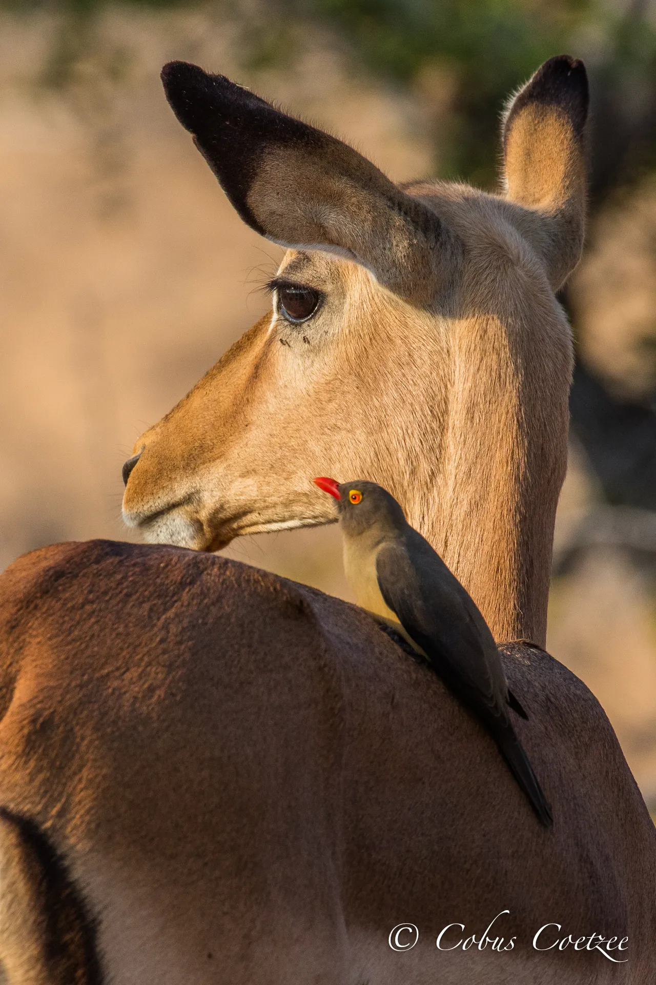Red-billed Oxpecker & Impala Ewe, Kruger National Park, South Africa Red-billed Oxpecker & Impala Ewe, Kruger National Park, South Africa