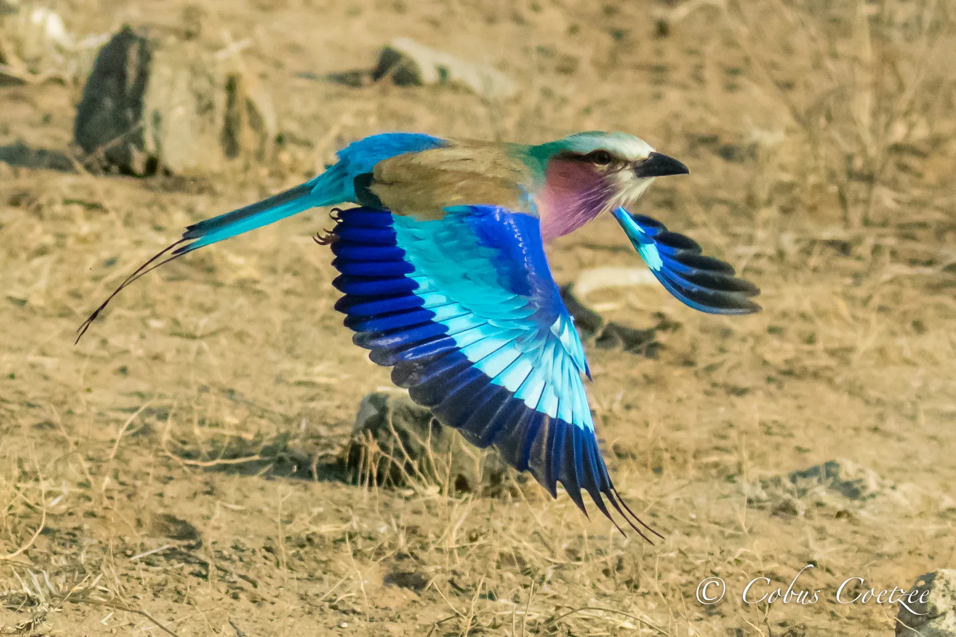 Lilac-breasted Roller in Flight, Kruger National Park, South Africa Lilac-breasted Roller in Flight, Kruger National Park, South Africa