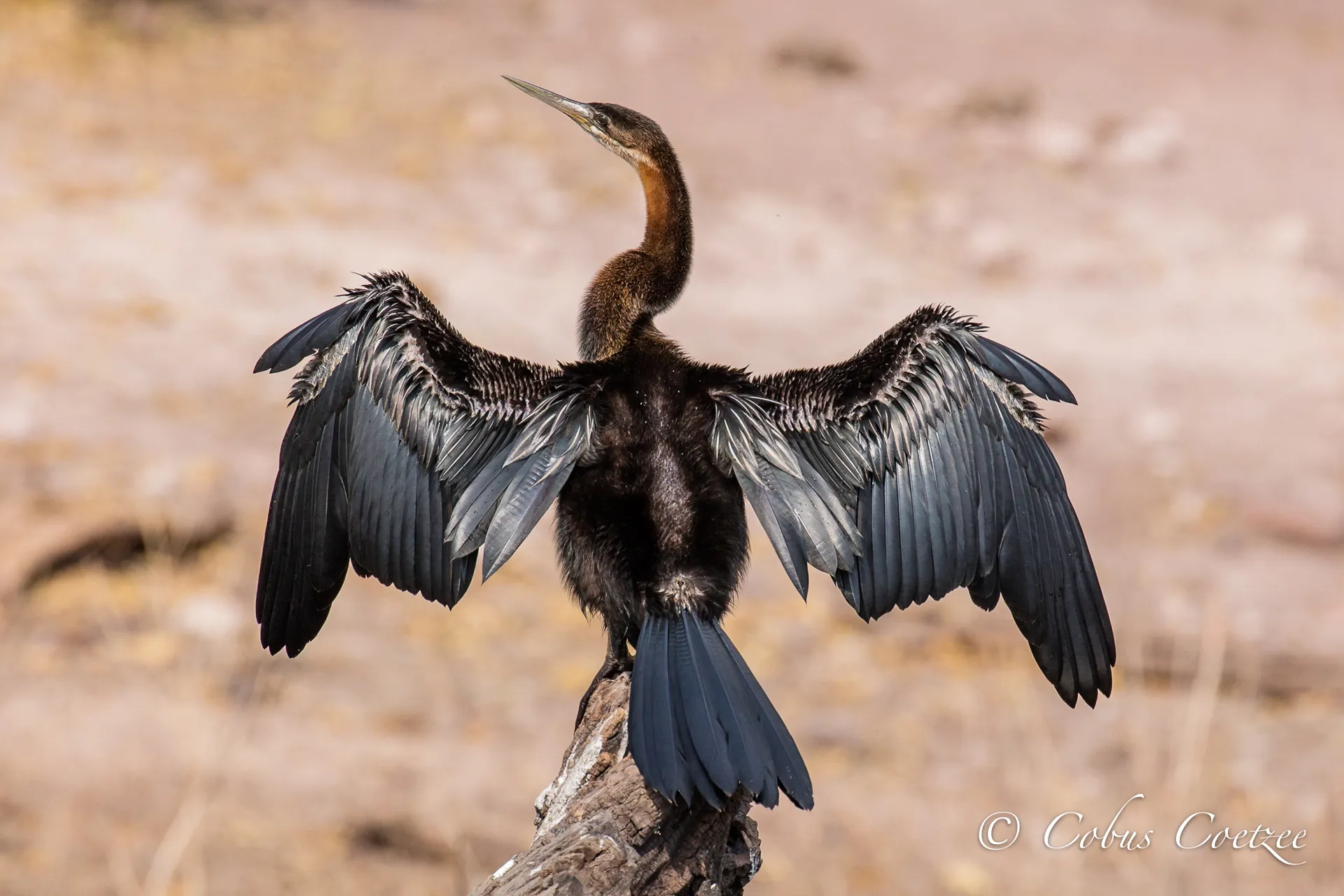 African Darter African Darter