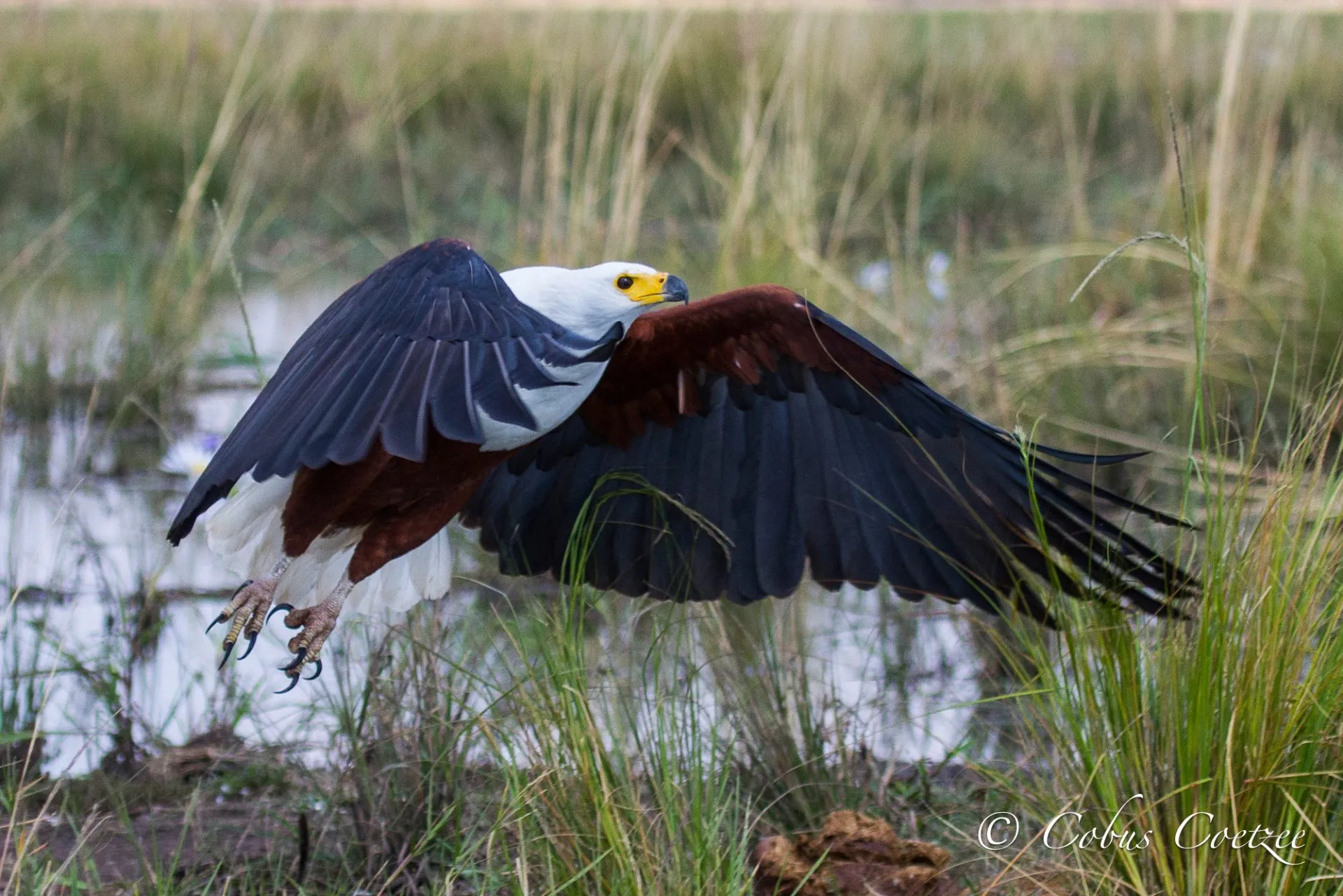 African Fish Eagle, Chobe River, Botswana African Fish Eagle, Chobe River, Botswana