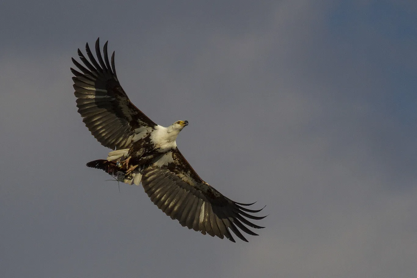African Fish Eagle with African Jacana Prey, Khwai River, Botswana African Fish Eagle with African Jacana Prey, Khwai River, Botswana