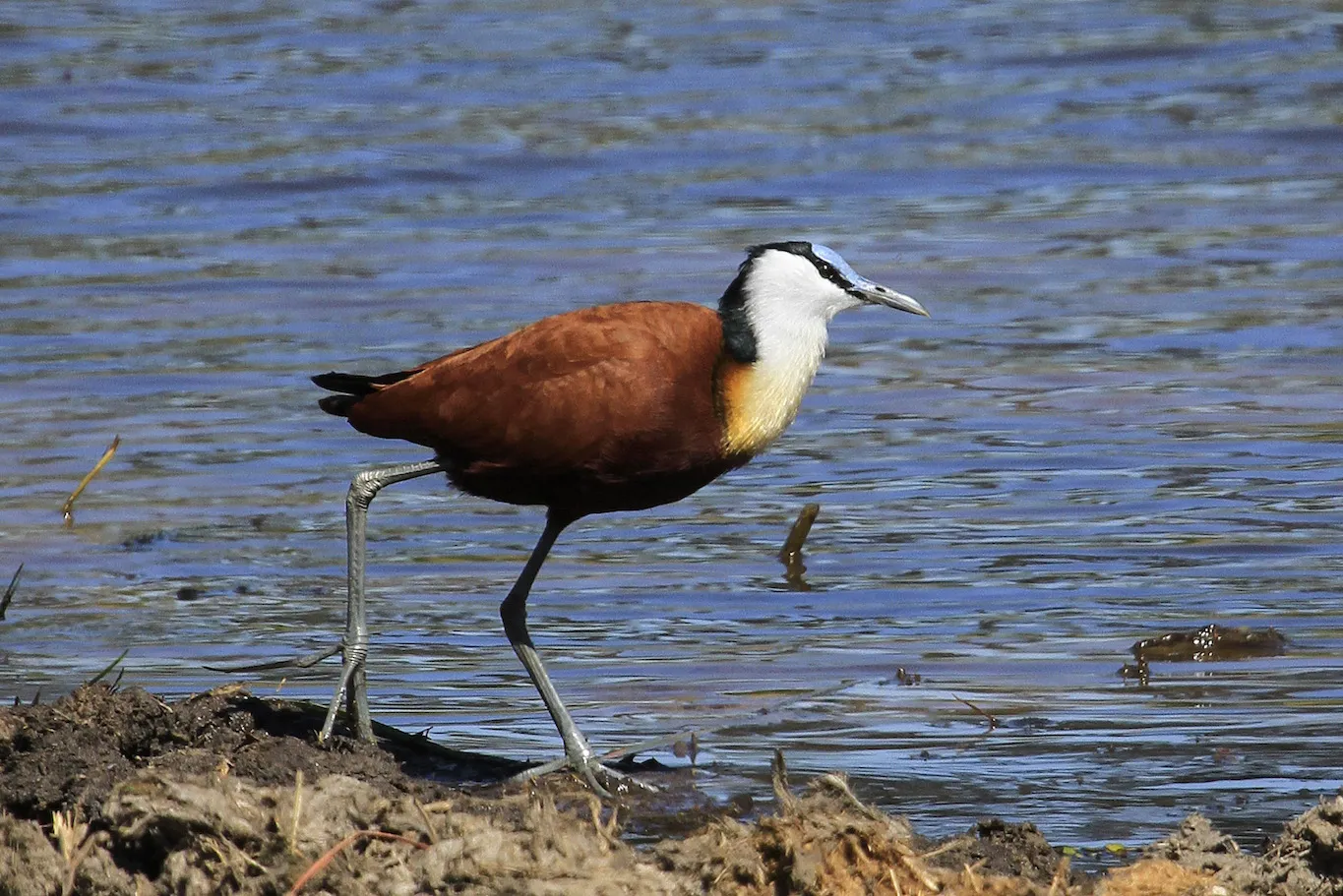 African Jacana, Khwai River, Botswana African Jacana, Khwai River, Botswana