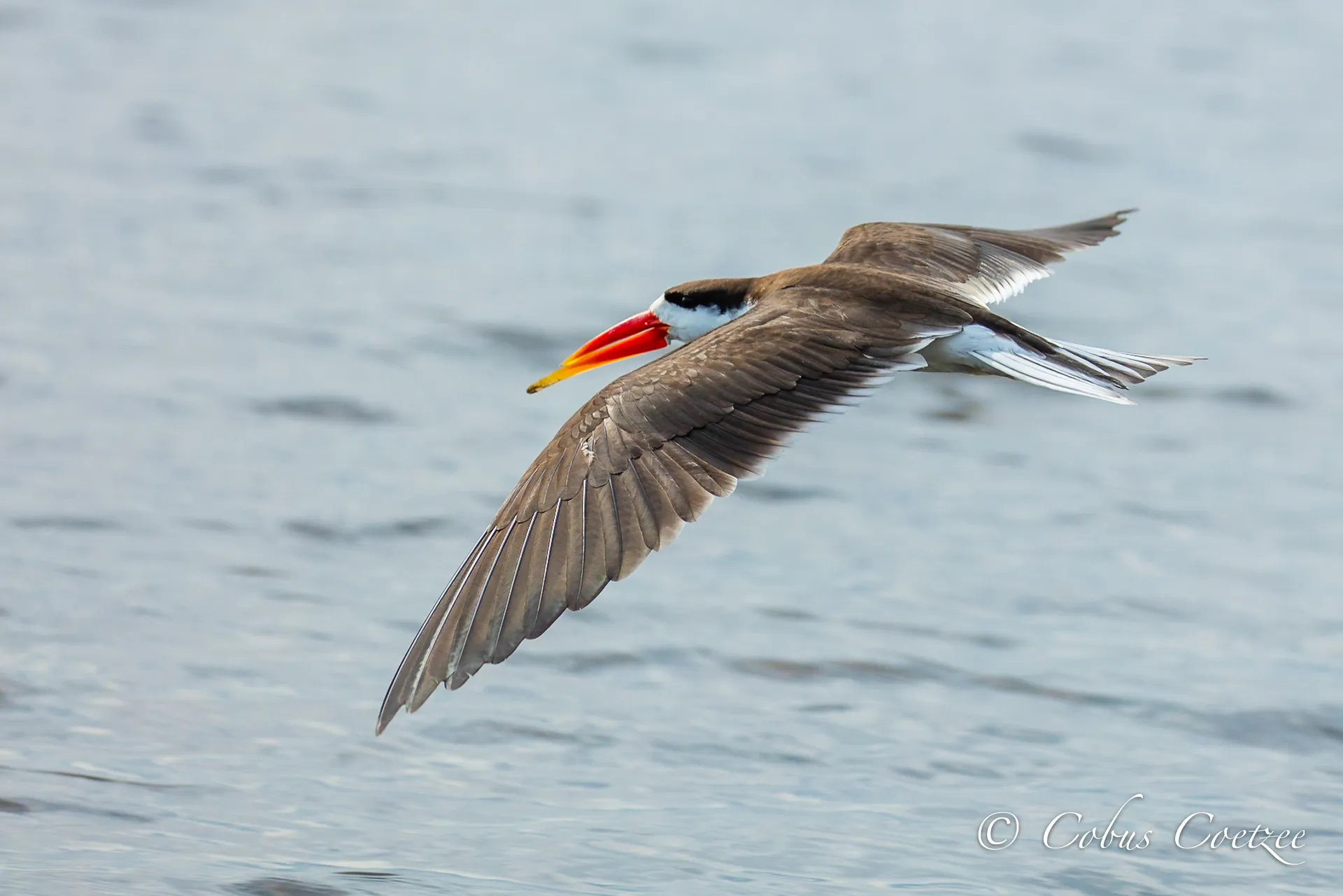 African Skimmer in Flight, Chobe River, Botswana African Skimmer in Flight, Chobe River, Botswana
