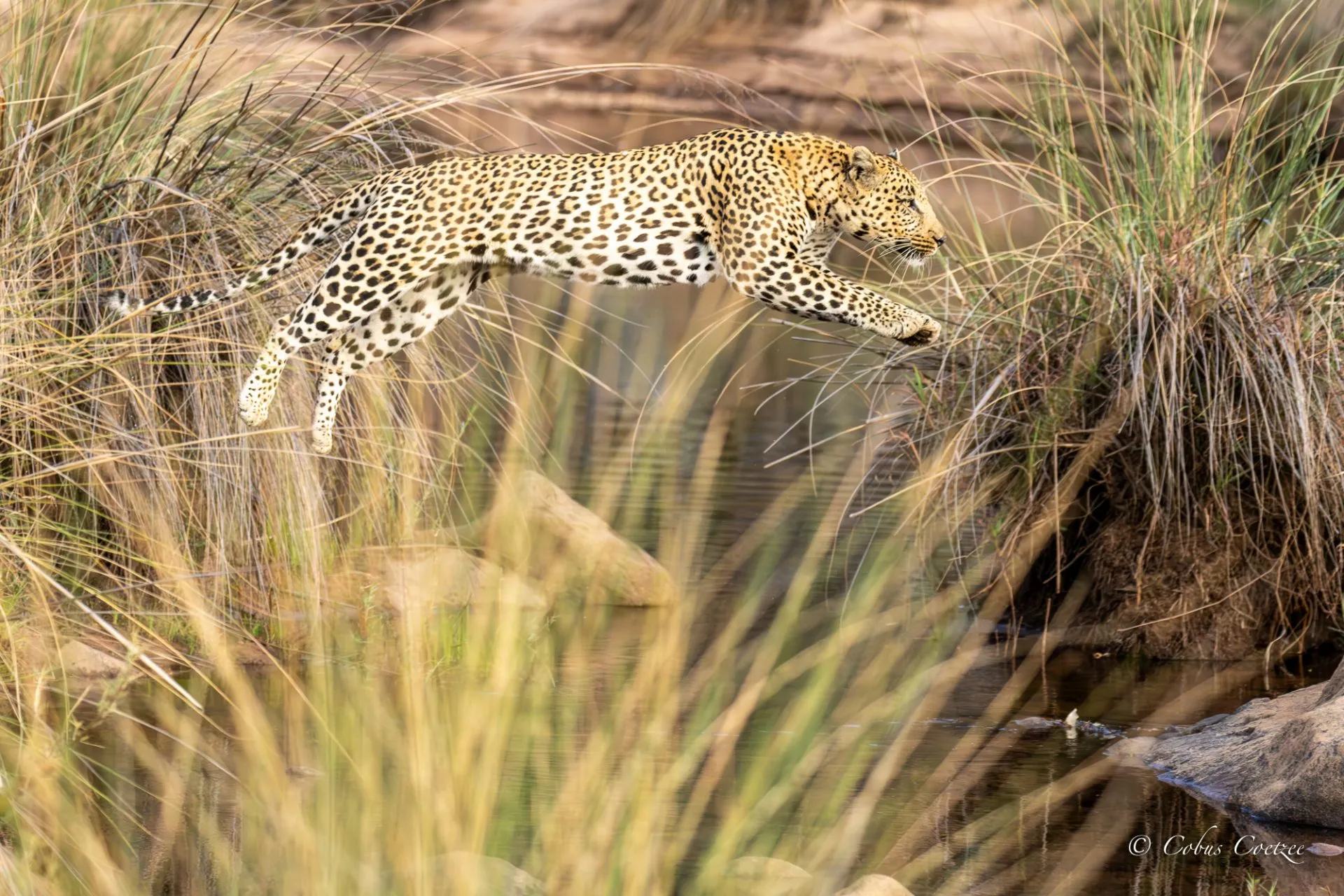 Big Jump, Male Leopard, Welgevonden Game Reserve Big Jump, Male Leopard, Welgevonden Game Reserve