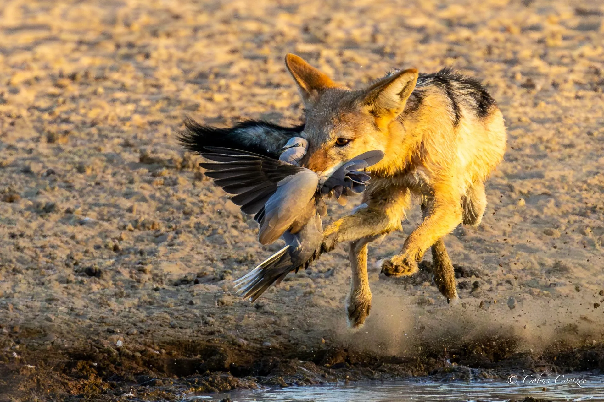 Black-backed Jackal Hunting, Polentswa, Kgalagadi Transfrontier Park Black-backed Jackal Hunting, Polentswa, Kgalagadi Transfrontier Park