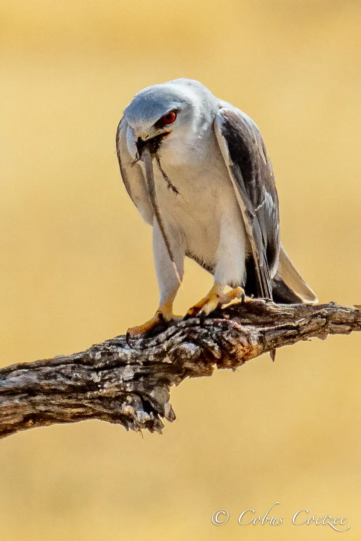 Black-shouldered Kite, Kgalagadi Transfrontier Park Black-shouldered Kite, Kgalagadi Transfrontier Park