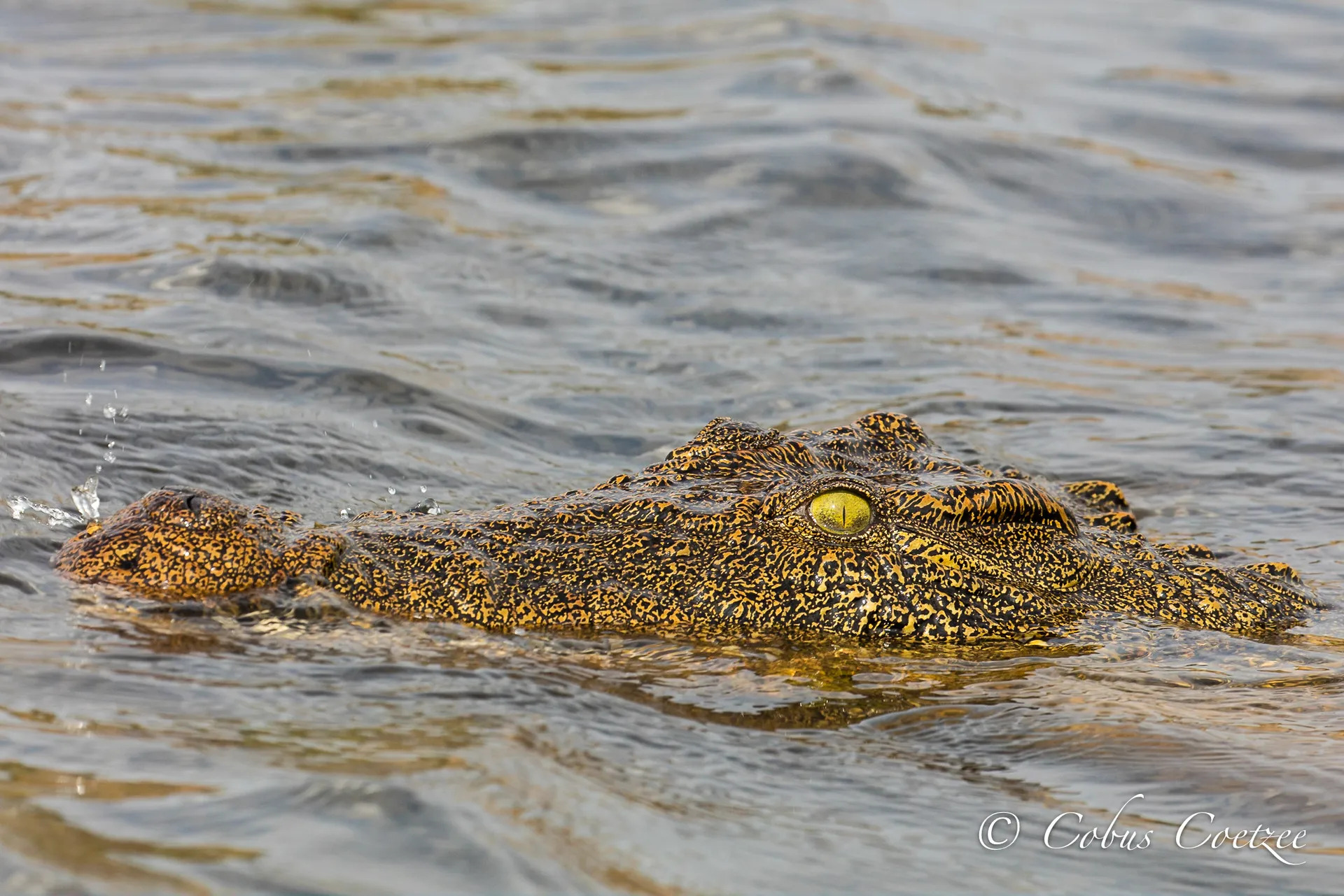 Crocodile, Chobe River, Botswana Crocodile, Chobe River, Botswana