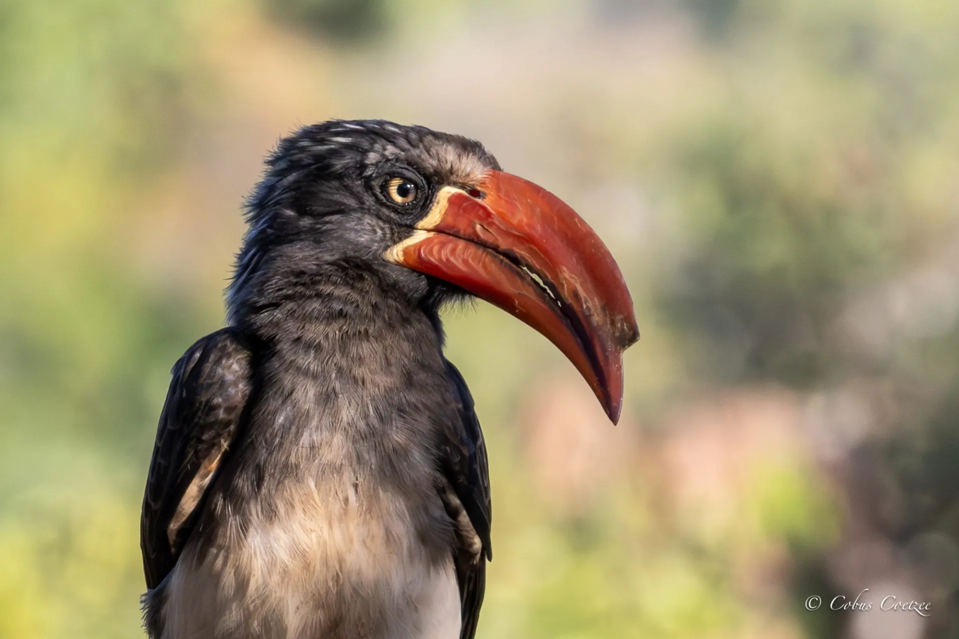 Crowned Hornbill, Kruger National Park Crowned Hornbill, Kruger National Park