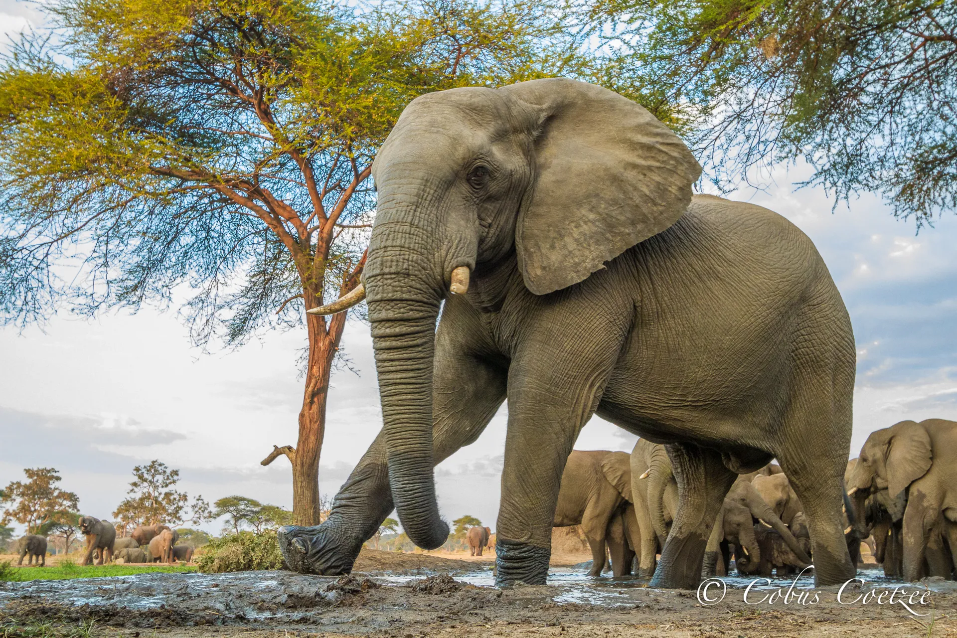 Elephant, Sentati Safari Camp, Botswana Elephant, Sentati Safari Camp, Botswana