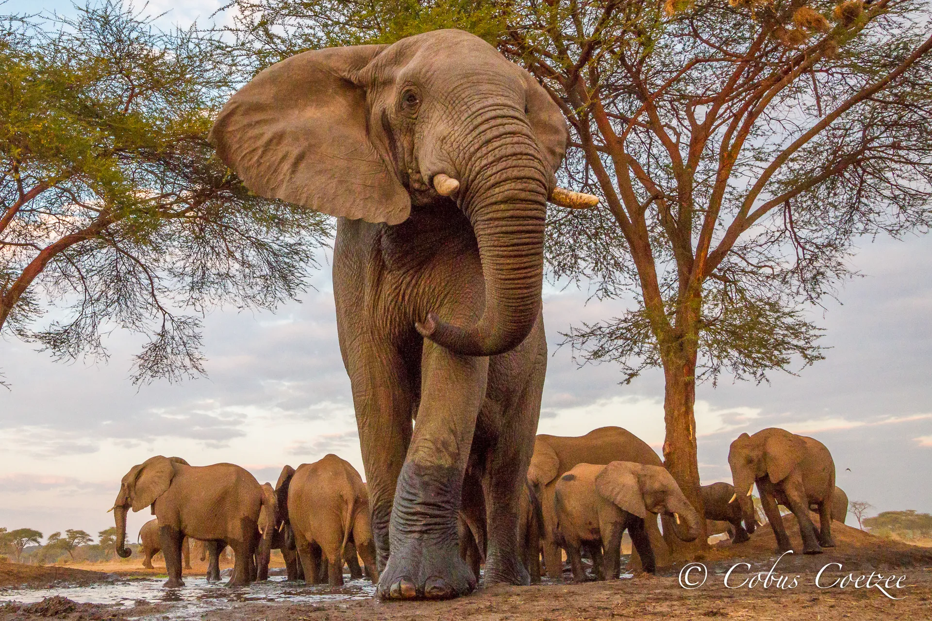 Elephant, Sentati Safari Camp, Botswana Elephant, Sentati Safari Camp, Botswana