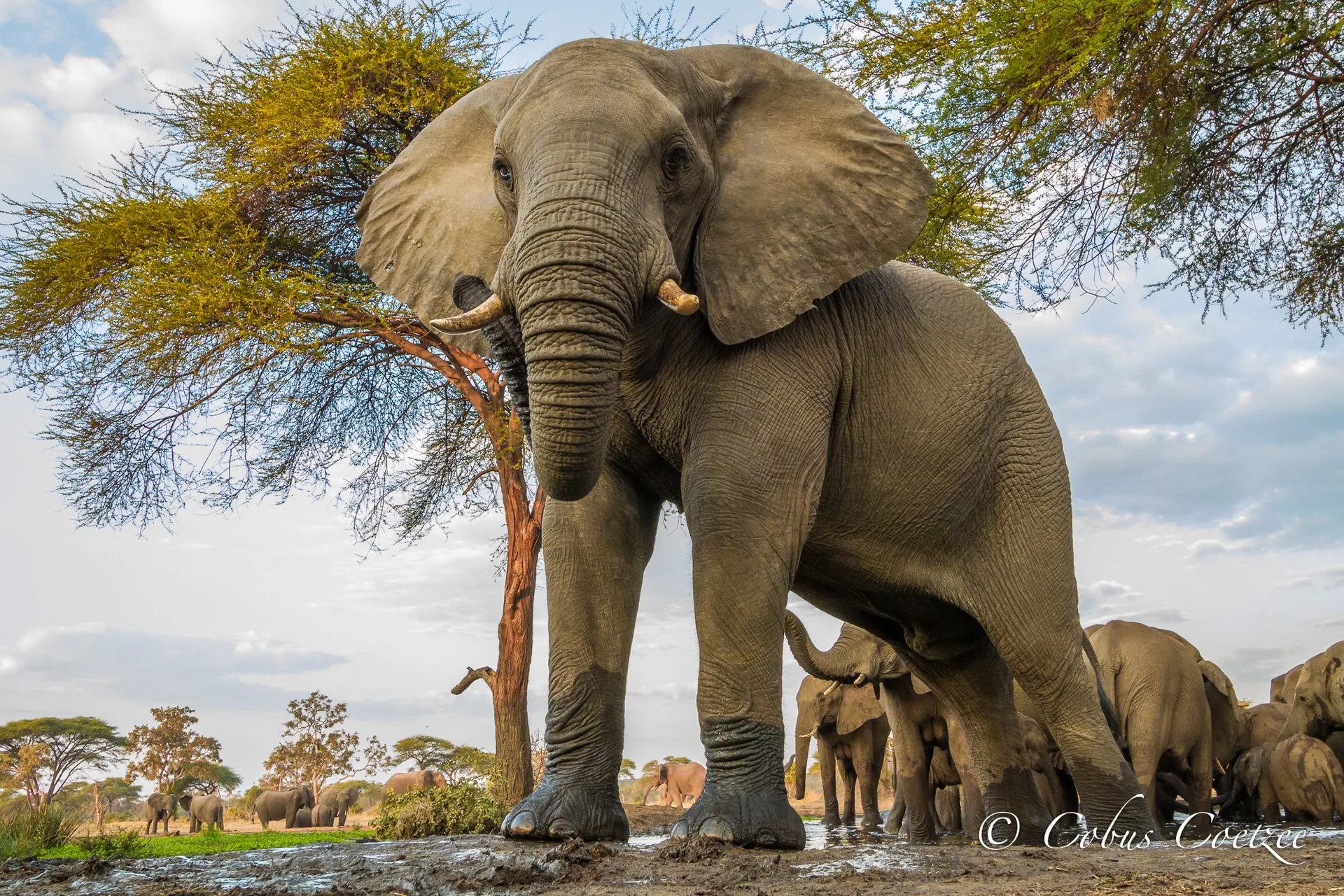 Elephant, Sentati Safari Camp, Botswana Elephant, Sentati Safari Camp, Botswana
