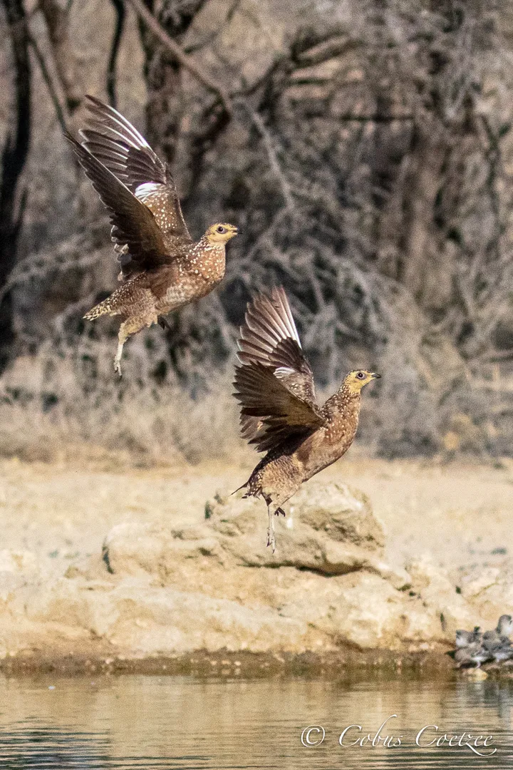 Female Burchell's Sandgrouse, Kgalagadi Transfrontier Park Female Burchell's Sandgrouse, Kgalagadi Transfrontier Park