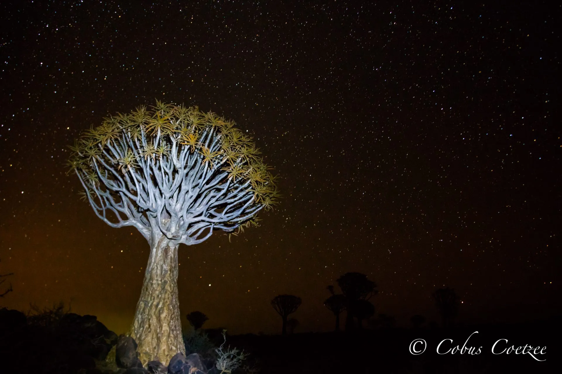 Fever Tree Night, Keetmanshoop, Namibia Fever Tree Night, Keetmanshoop, Namibia