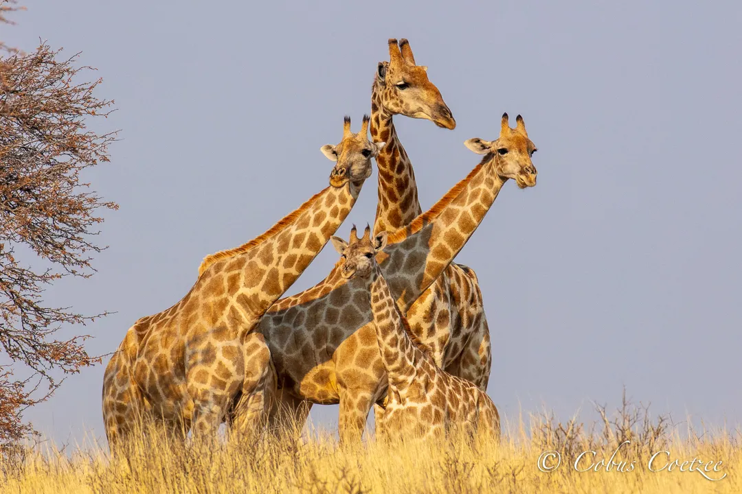 Giraffe Family, Kgalagadi Transfrontier Park Giraffe Family, Kgalagadi Transfrontier Park