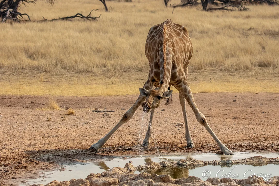 Giraffe, Kgalagadi Transfrontier Park Giraffe, Kgalagadi Transfrontier Park