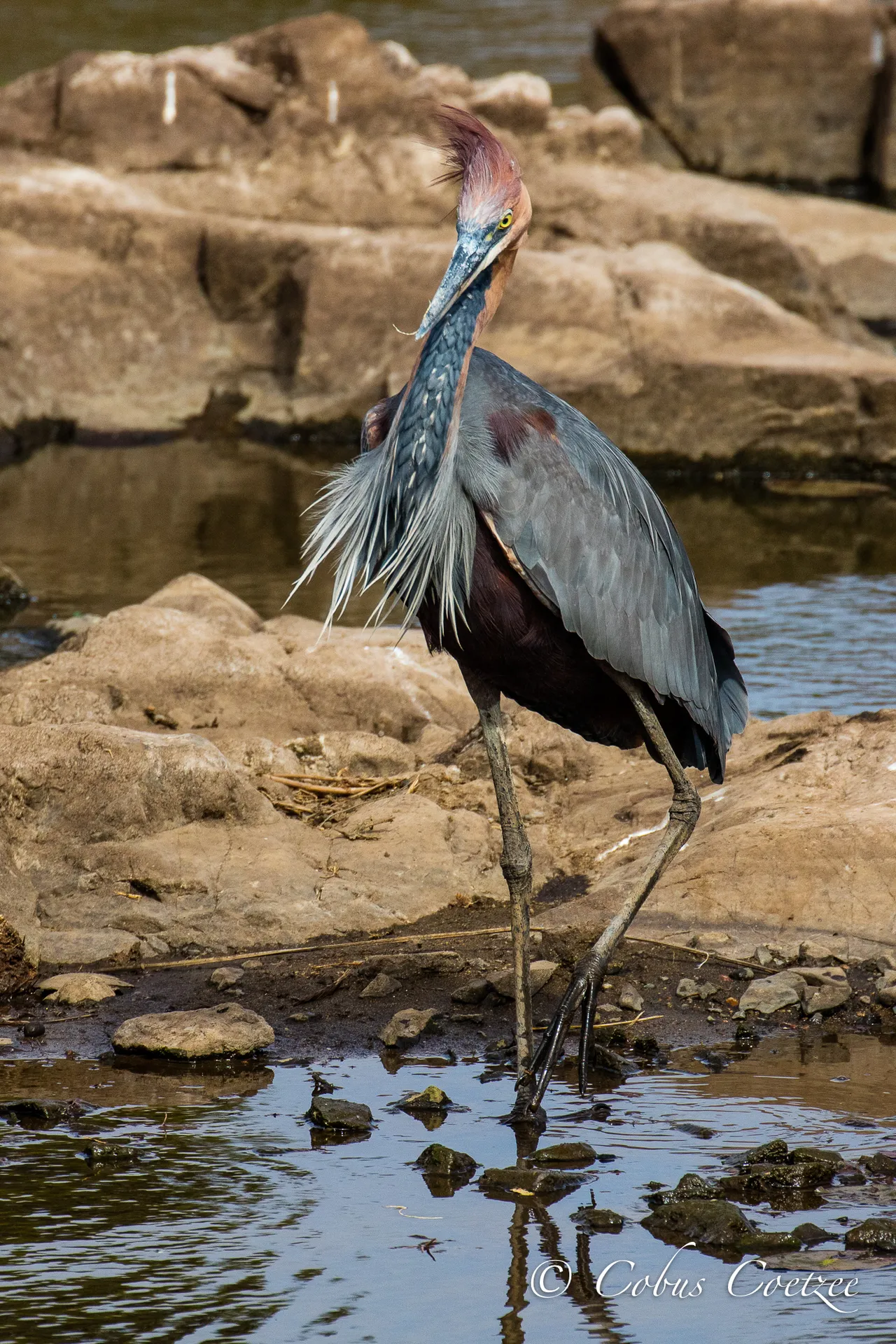 Goliath Heron, Kruger National Park, South Africa Goliath Heron, Kruger National Park, South Africa