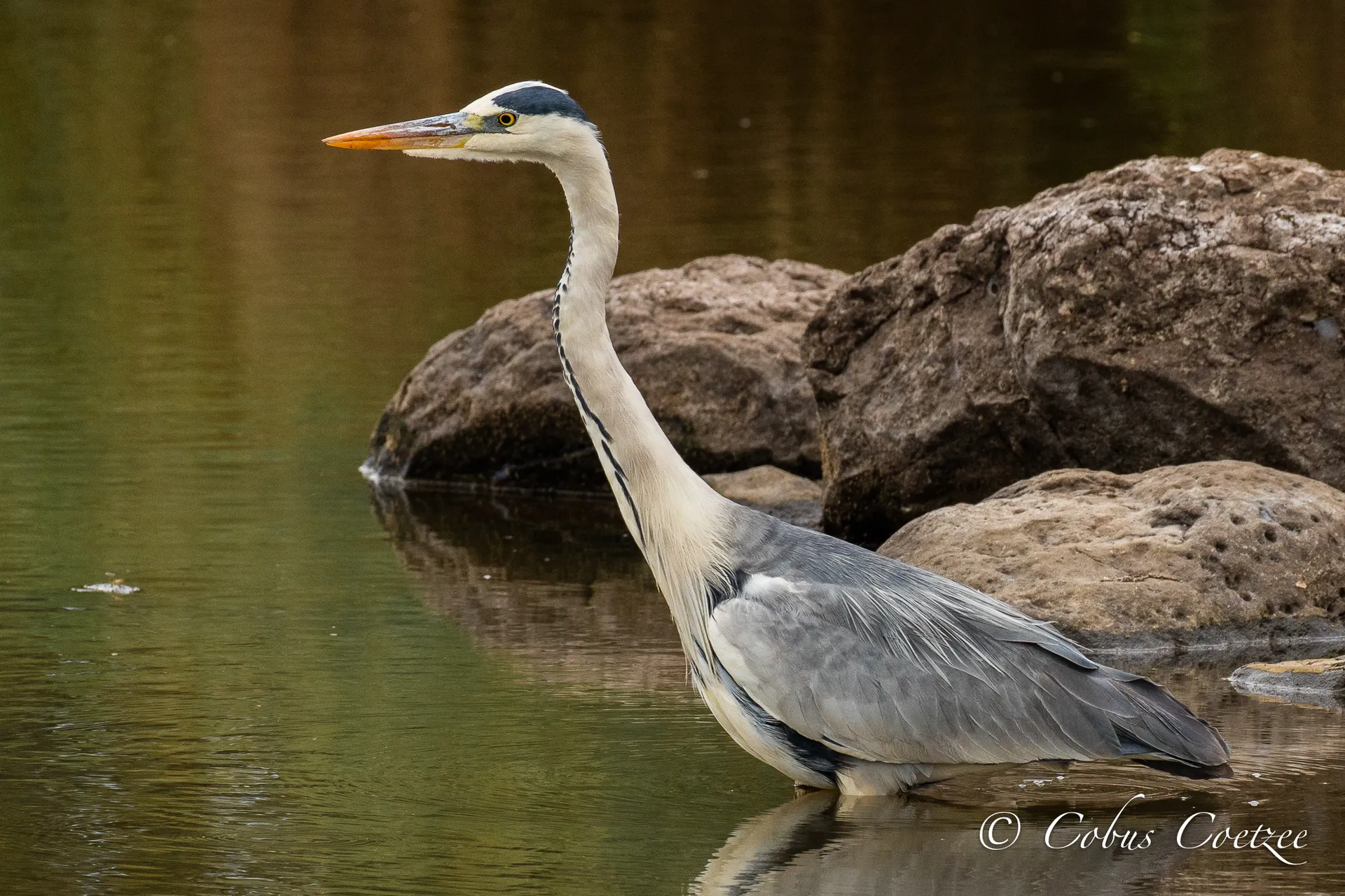 Grey Heron, Kruger National Park Grey Heron, Kruger National Park