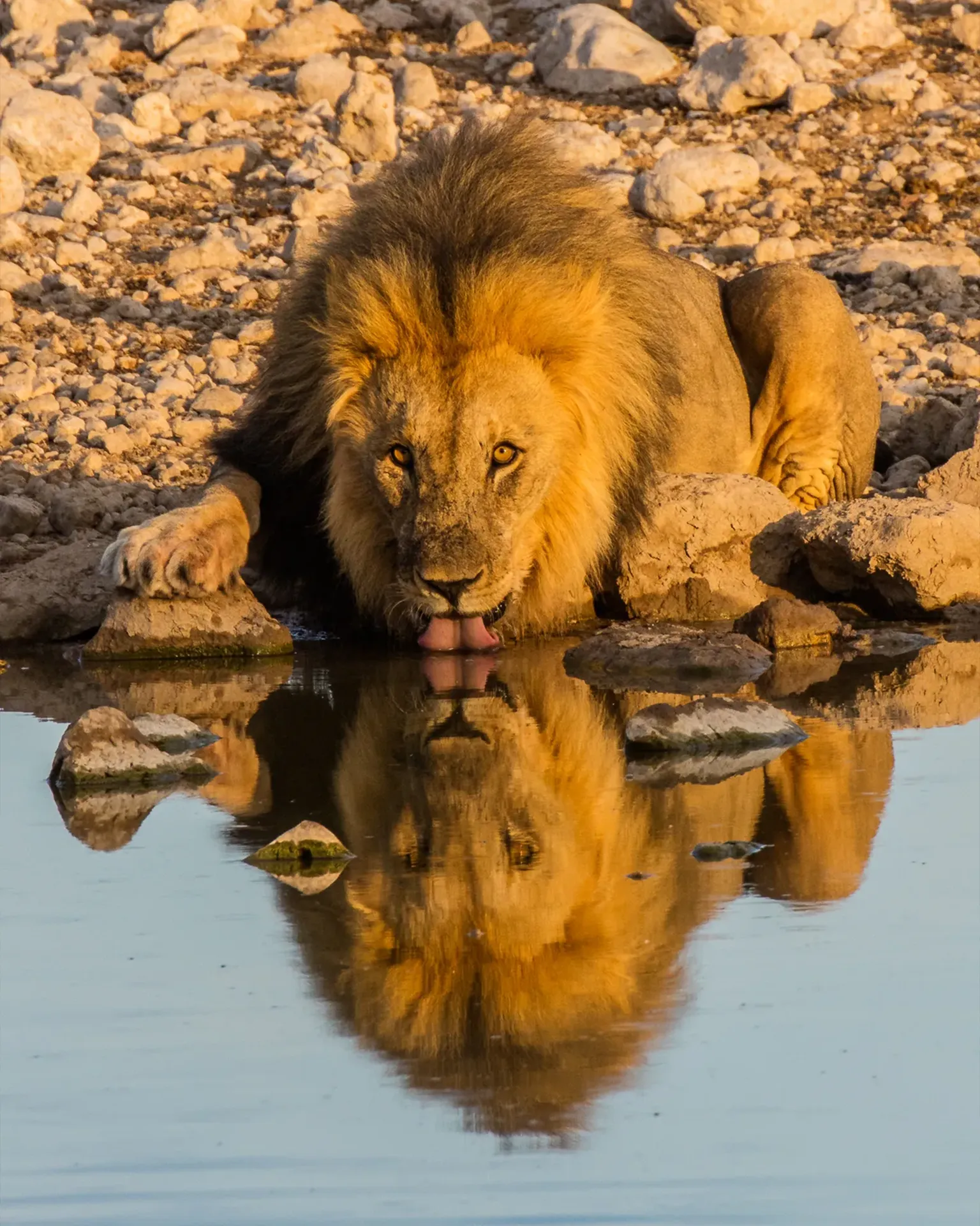 Kite Travel Lion Drinking Water Kite Travel Lion Drinking Water