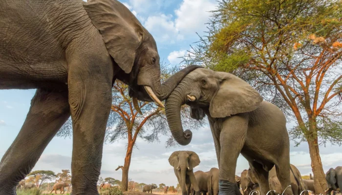 Elephant Affection, Senyati Safari Camp, Botswana