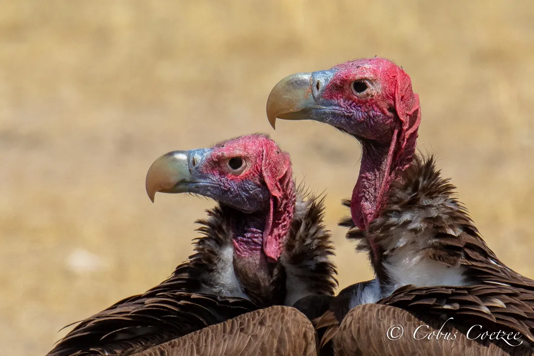 Lappet-faced Vultures, Kgalagadi Transfrontier Park Lappet-faced Vultures, Kgalagadi Transfrontier Park