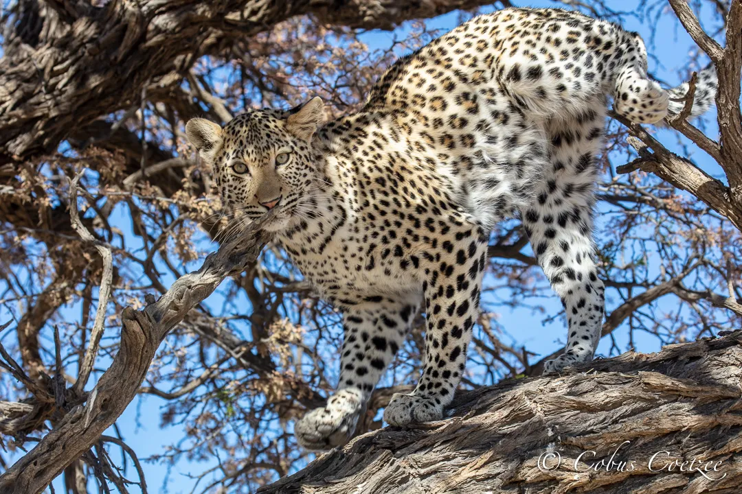 Leopard, Kgalagadi Transfrontier Park Leopard, Kgalagadi Transfrontier Park