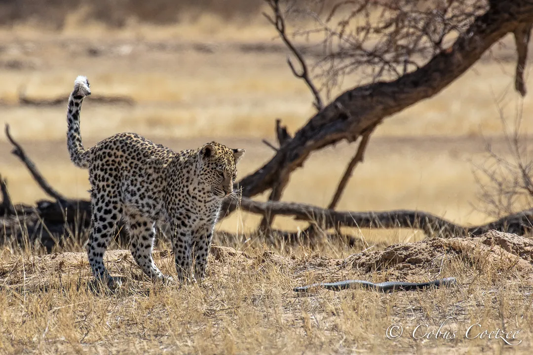 Leopard, Kgalagadi Transfrontier Park Leopard, Kgalagadi Transfrontier Park