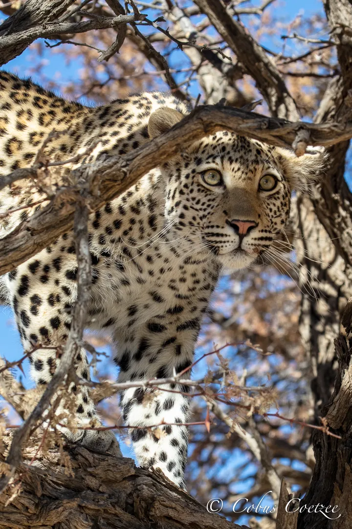 Leopard, Kgalagadi Transfrontier Park Leopard, Kgalagadi Transfrontier Park