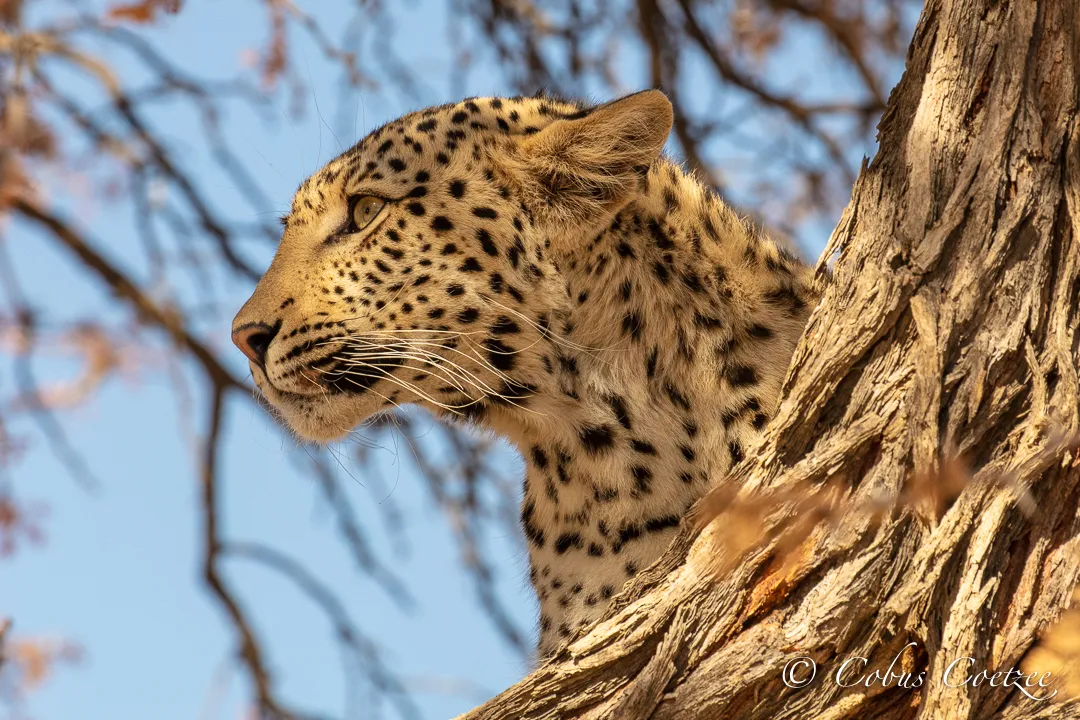 Leopard, Kgalagadi Transfrontier Park Leopard, Kgalagadi Transfrontier Park