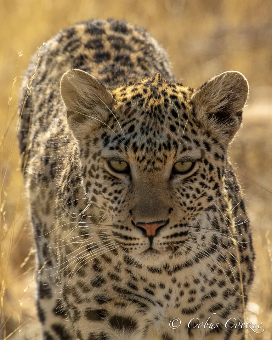 Leopard, Kgalagadi Transfrontier Park Leopard, Kgalagadi Transfrontier Park