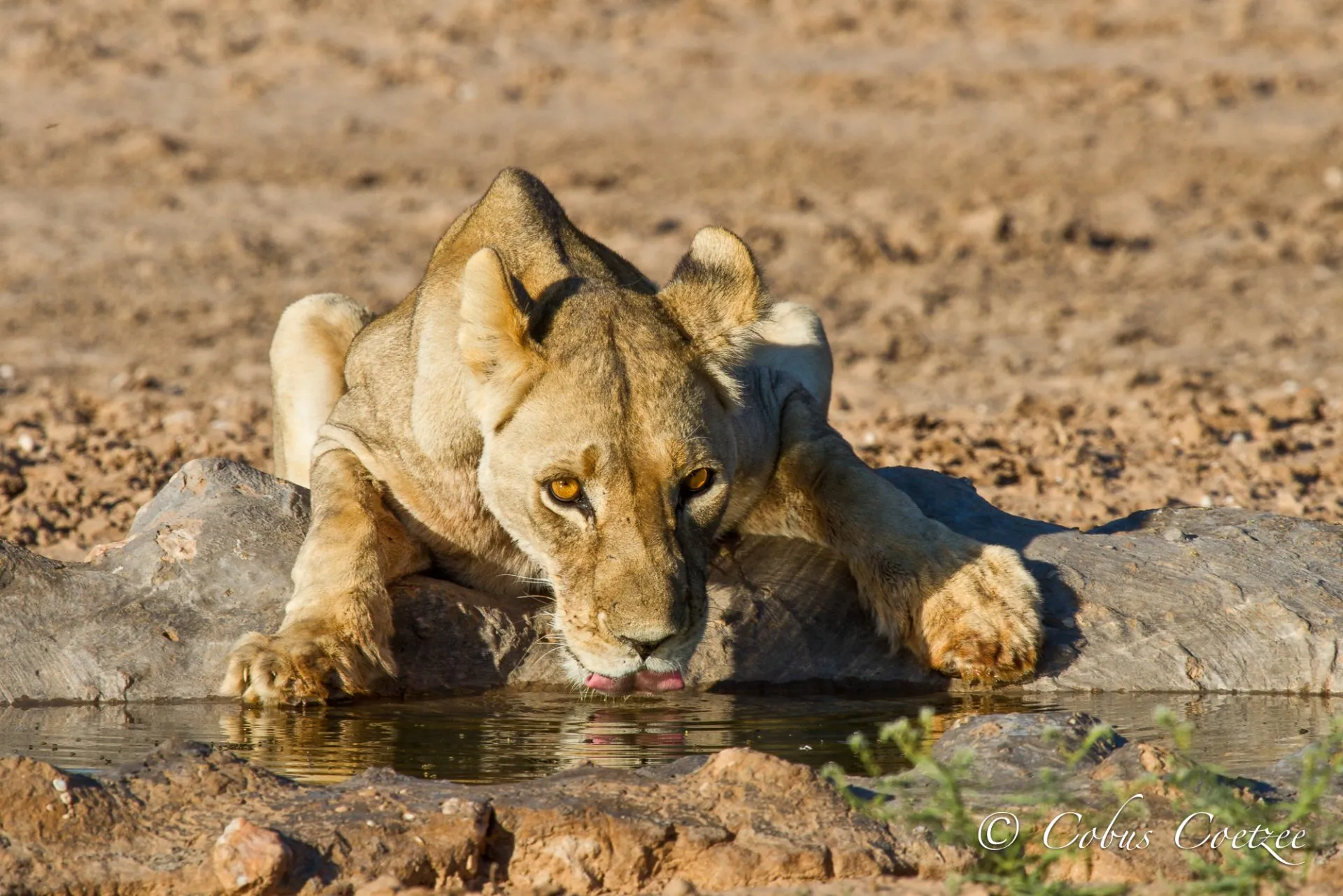 Lioness Drinking, Mata-Mata Camp, Kgalagadi Transfrontier Park Lioness Drinking, Mata-Mata Camp, Kgalagadi Transfrontier Park